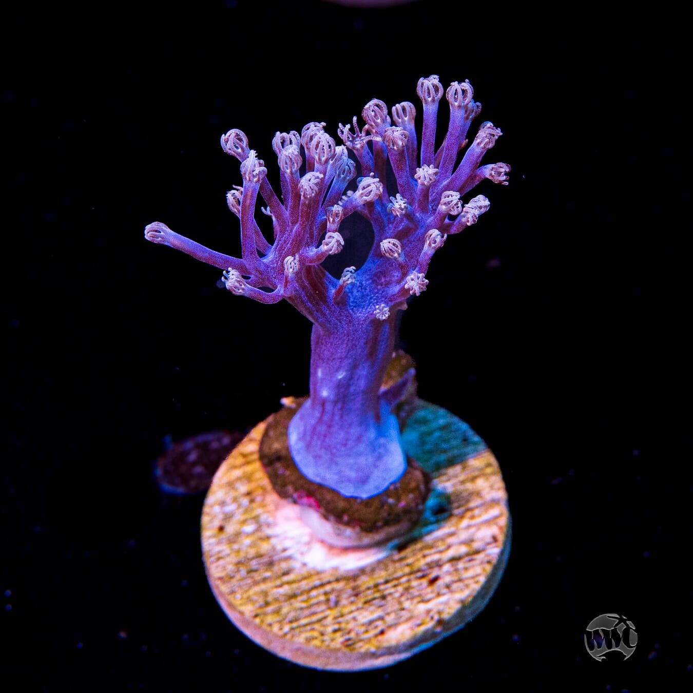 WWC Purple Cespitularia