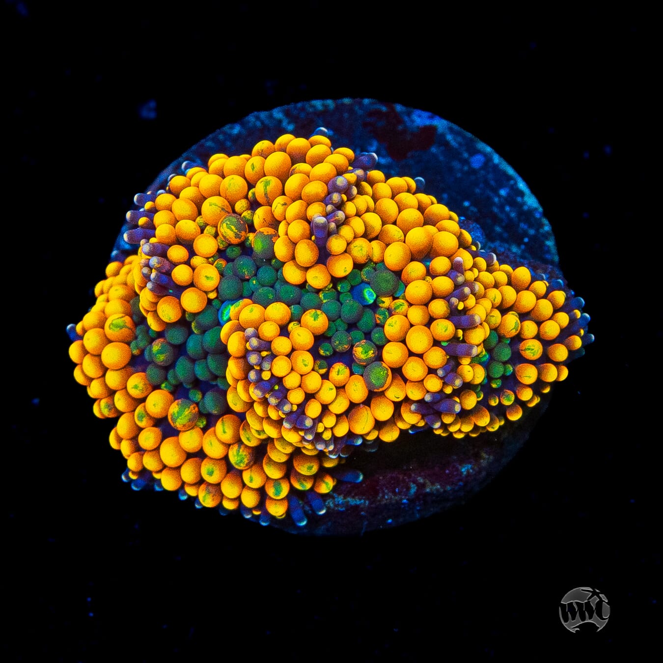 Serendipity Ricordea Mushroom