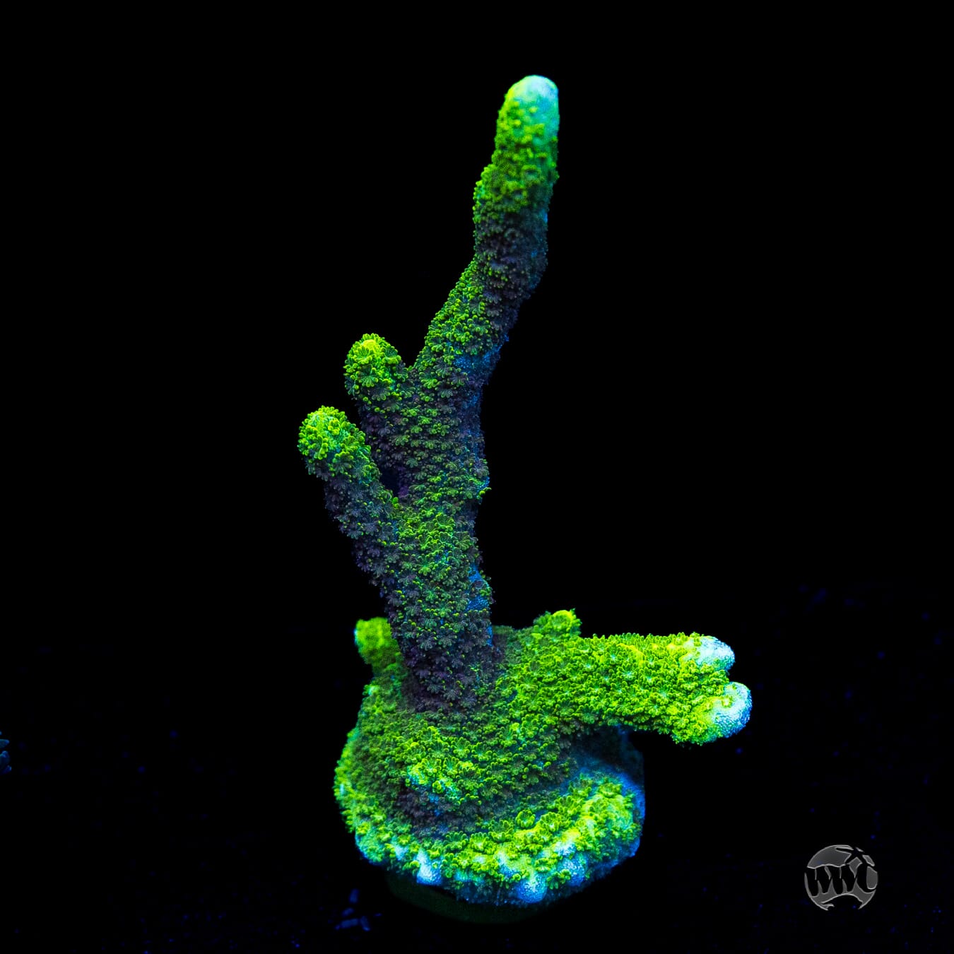 XL Green Digitata Montipora