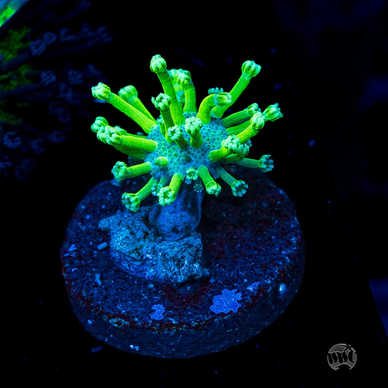 WWC Long Polyp Toadstool Leather