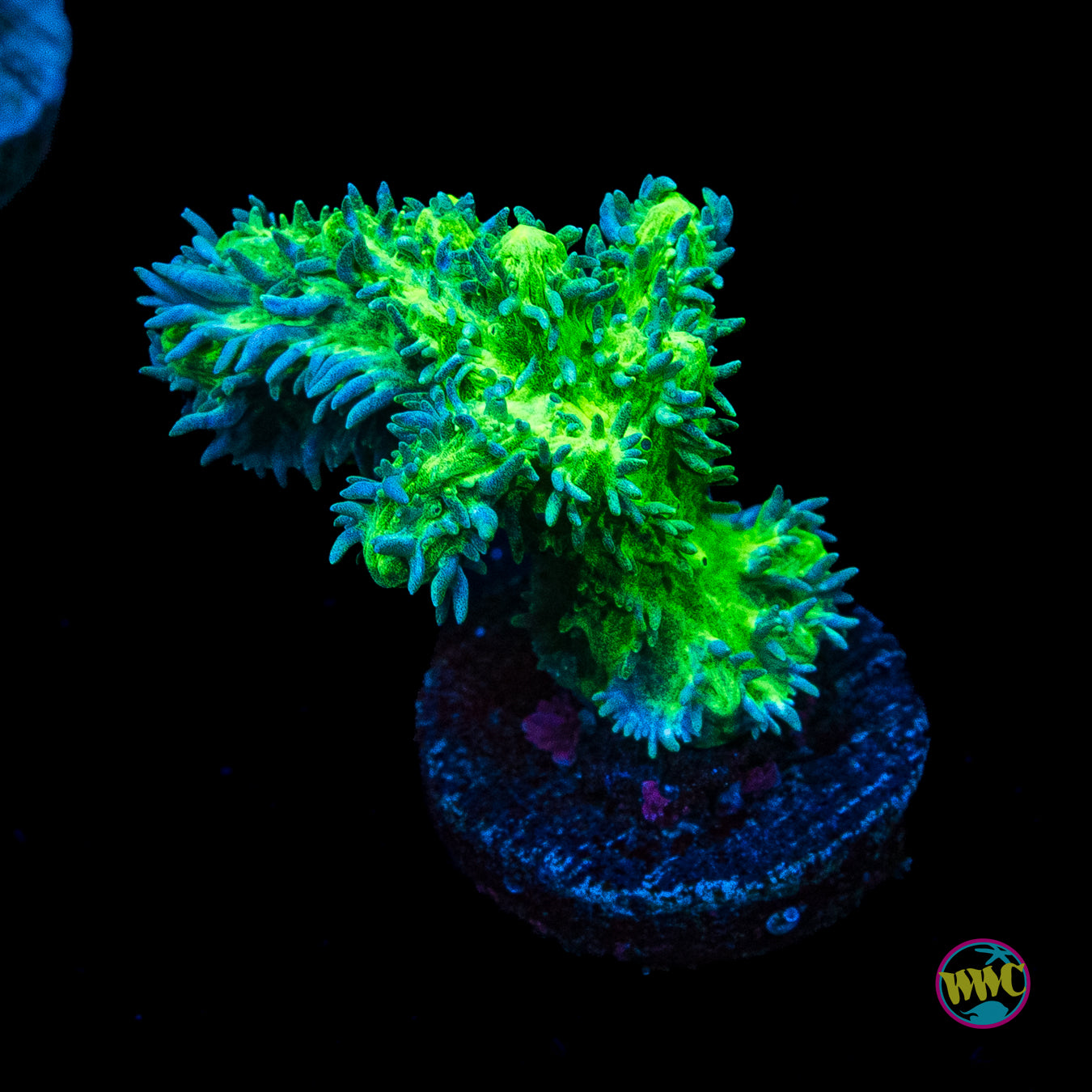 WWC Glowstick Hydnophora