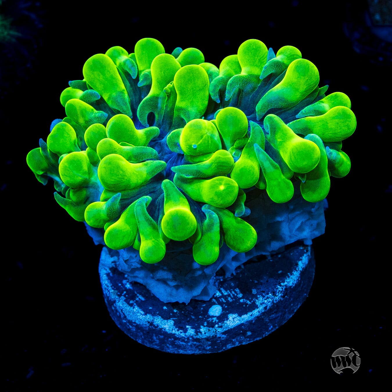 WWC Pearl Bubble Coral