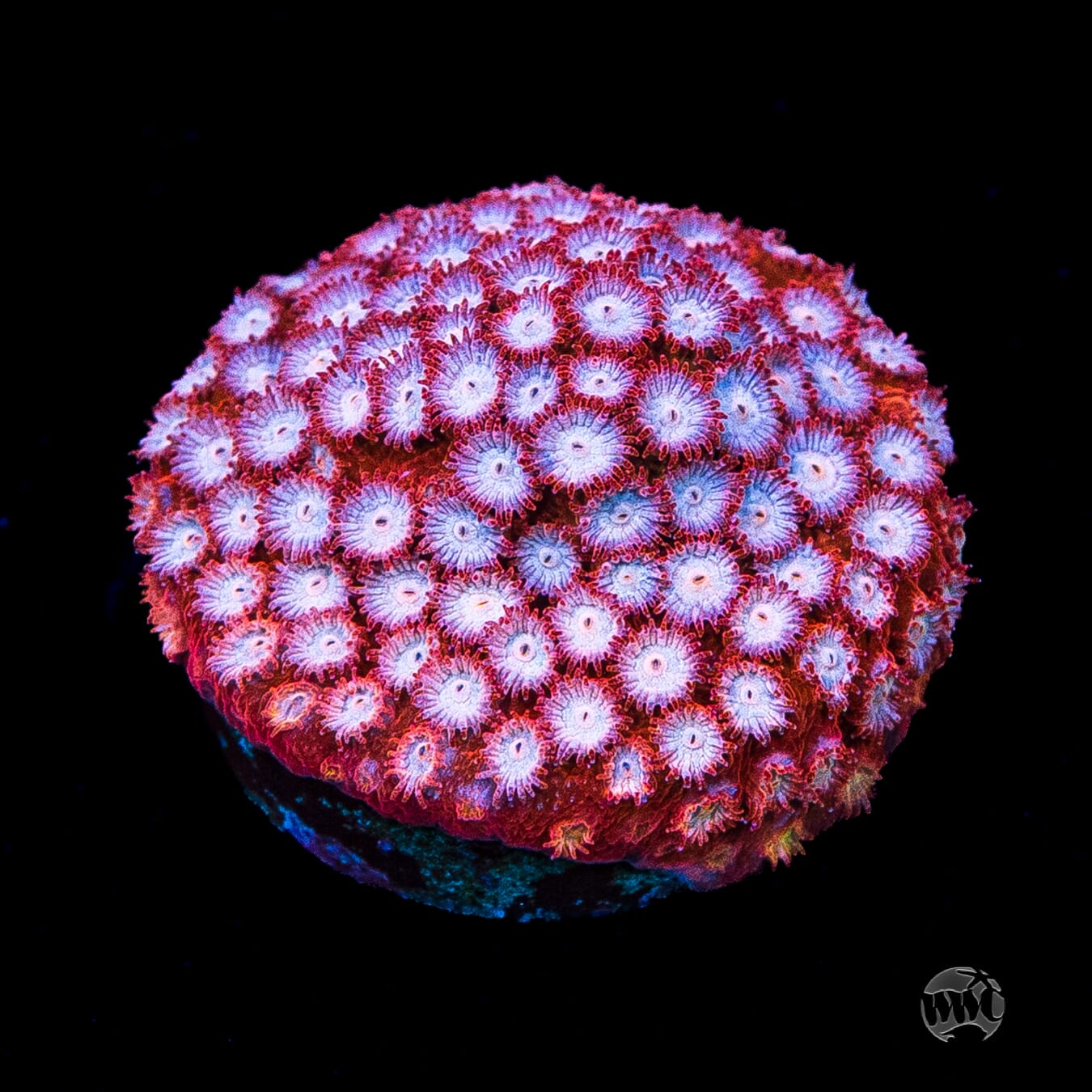 WWC Peppermint Cyphastrea