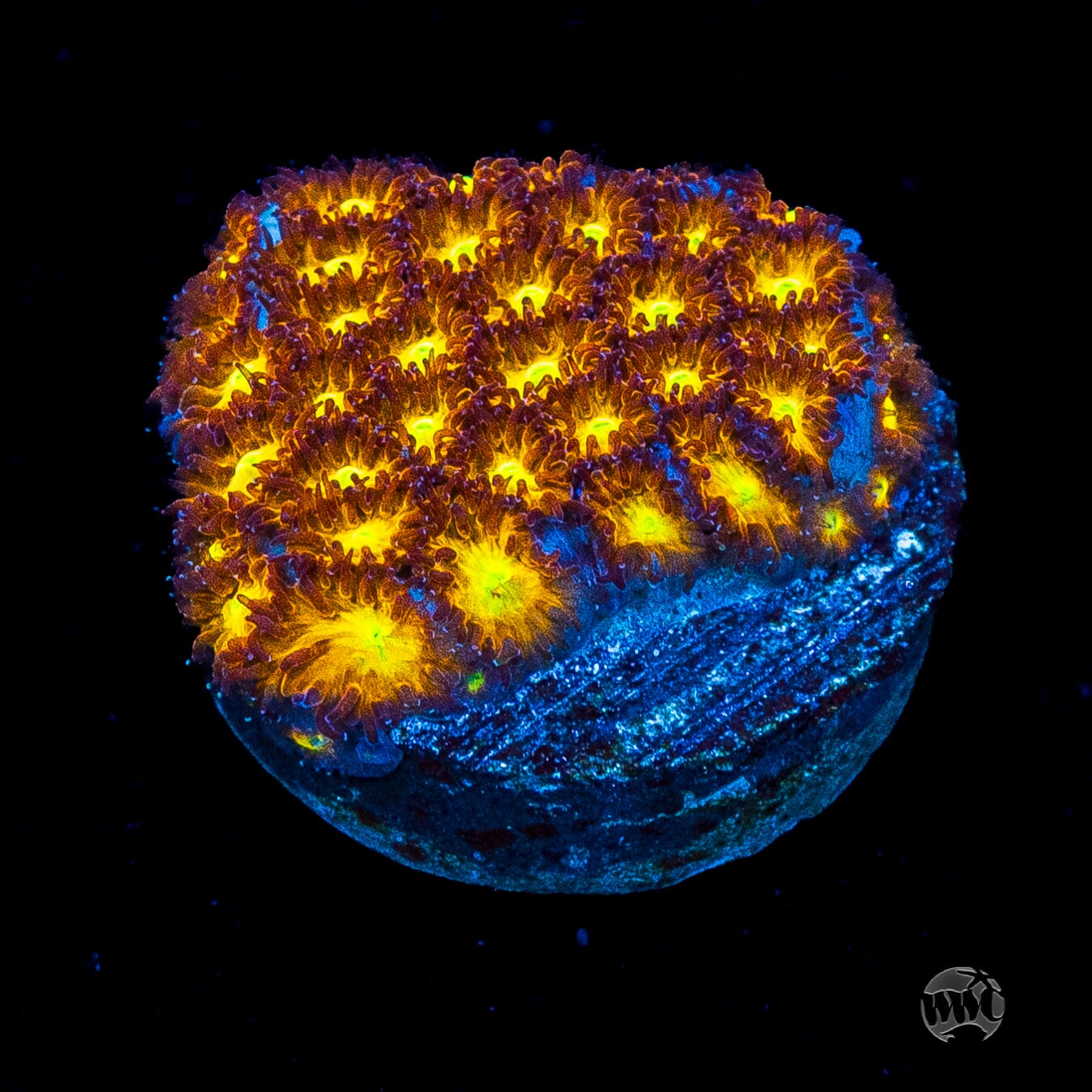 WWC Burning Leptastrea