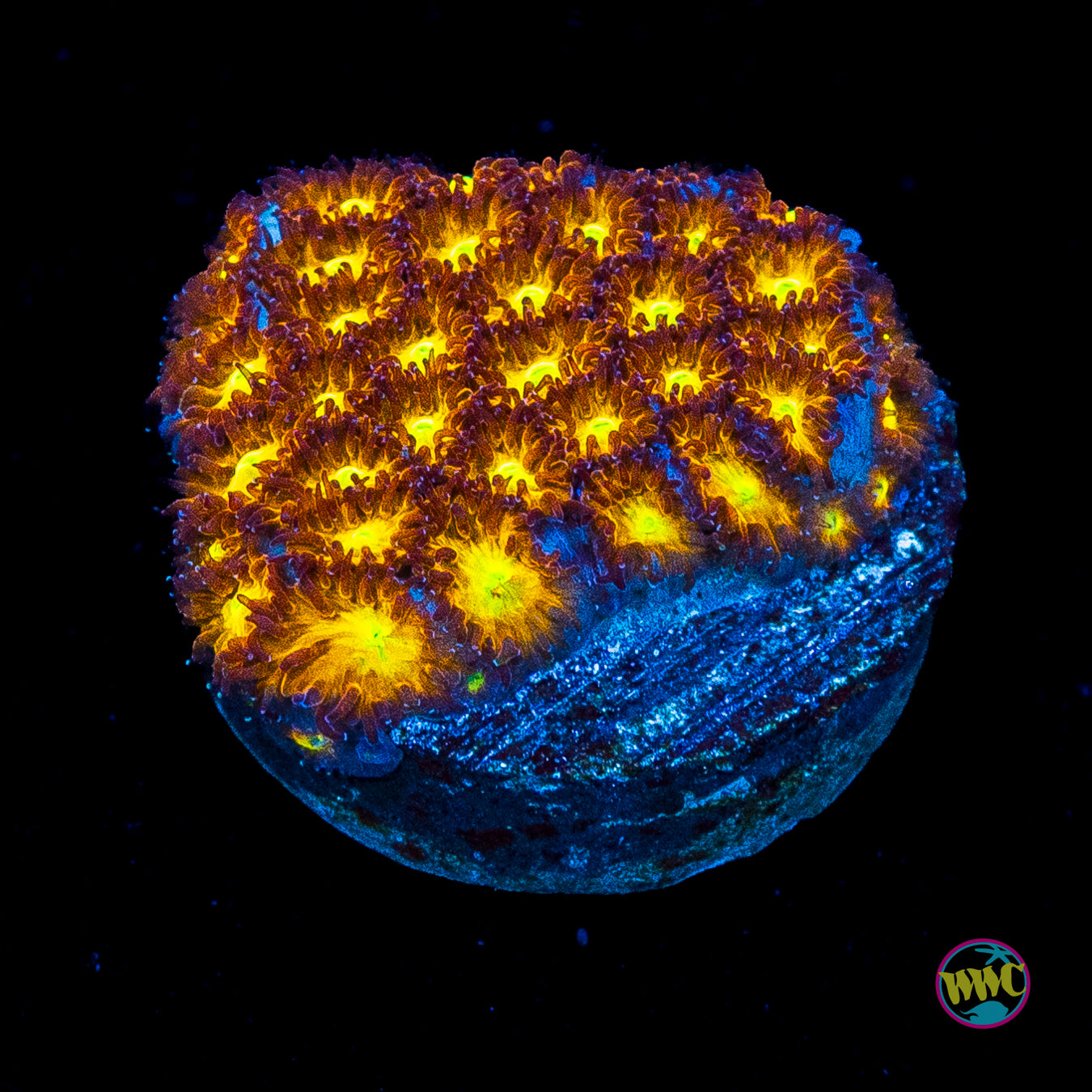WWC Burning Leptastrea