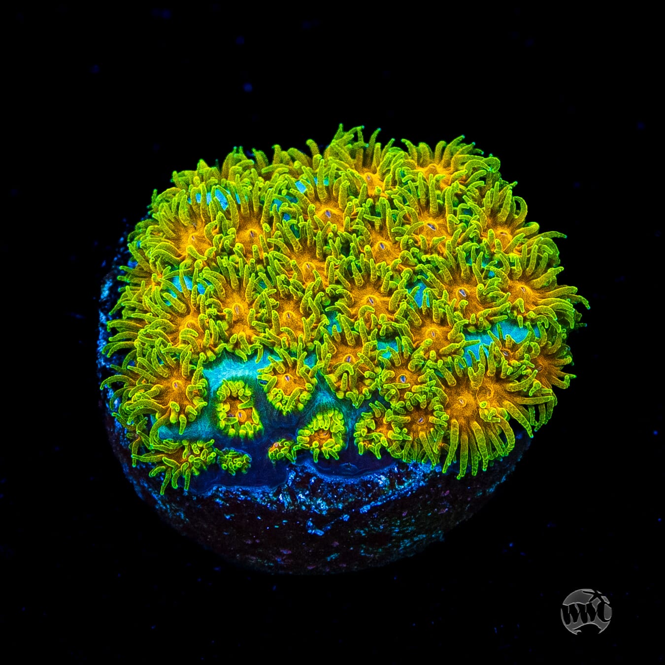 WWC Rogue Leptastrea