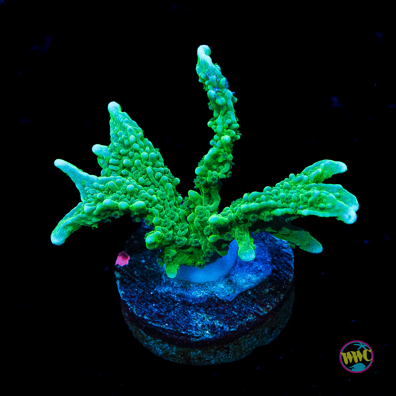 Green Hirsuta Montipora