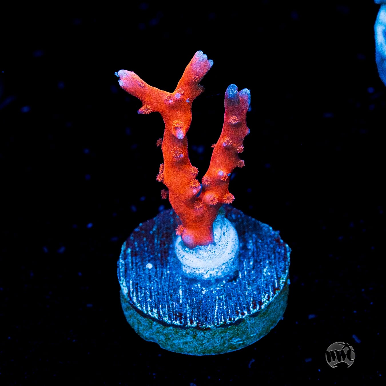Jason Fox TNT Anacropora
