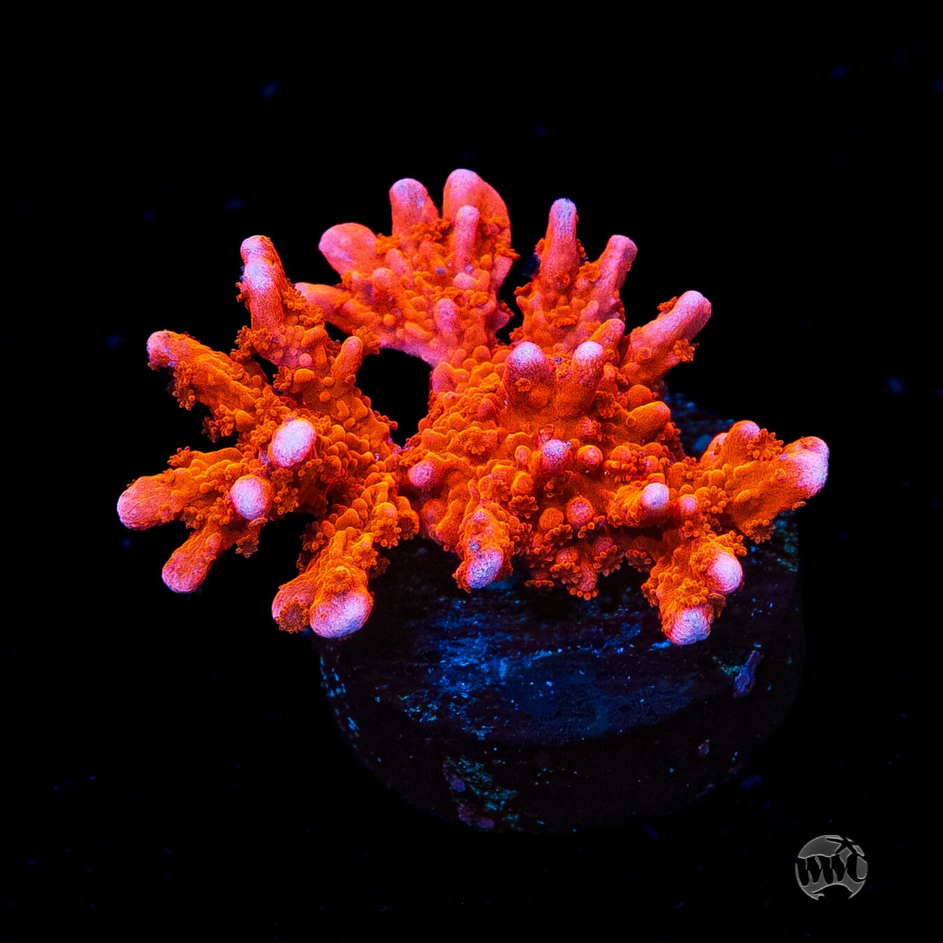 Jason Fox Fire Starter Montipora