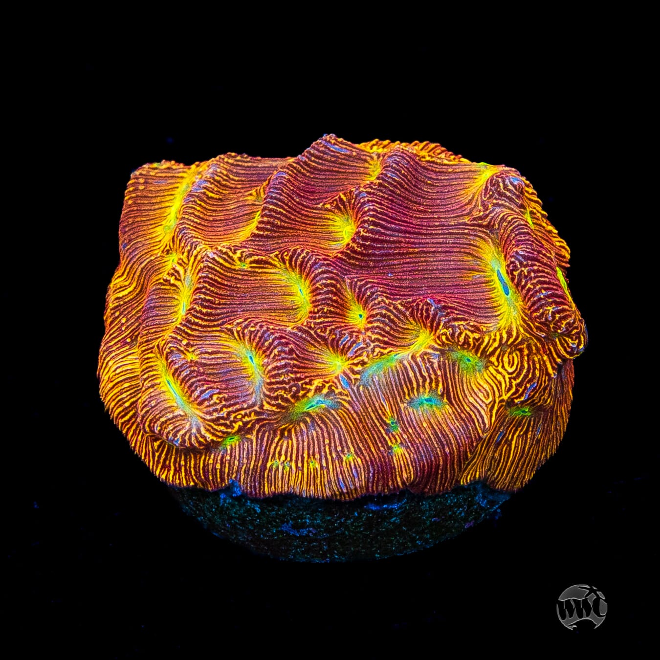 Jason Fox Lethal Leptoseris