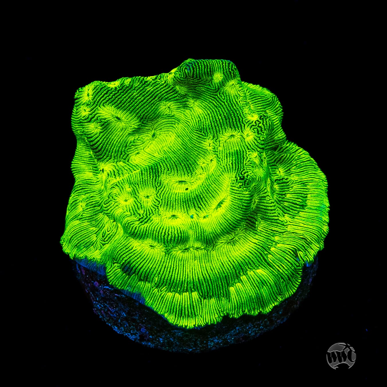 WWC Disco Ball Leptoseris