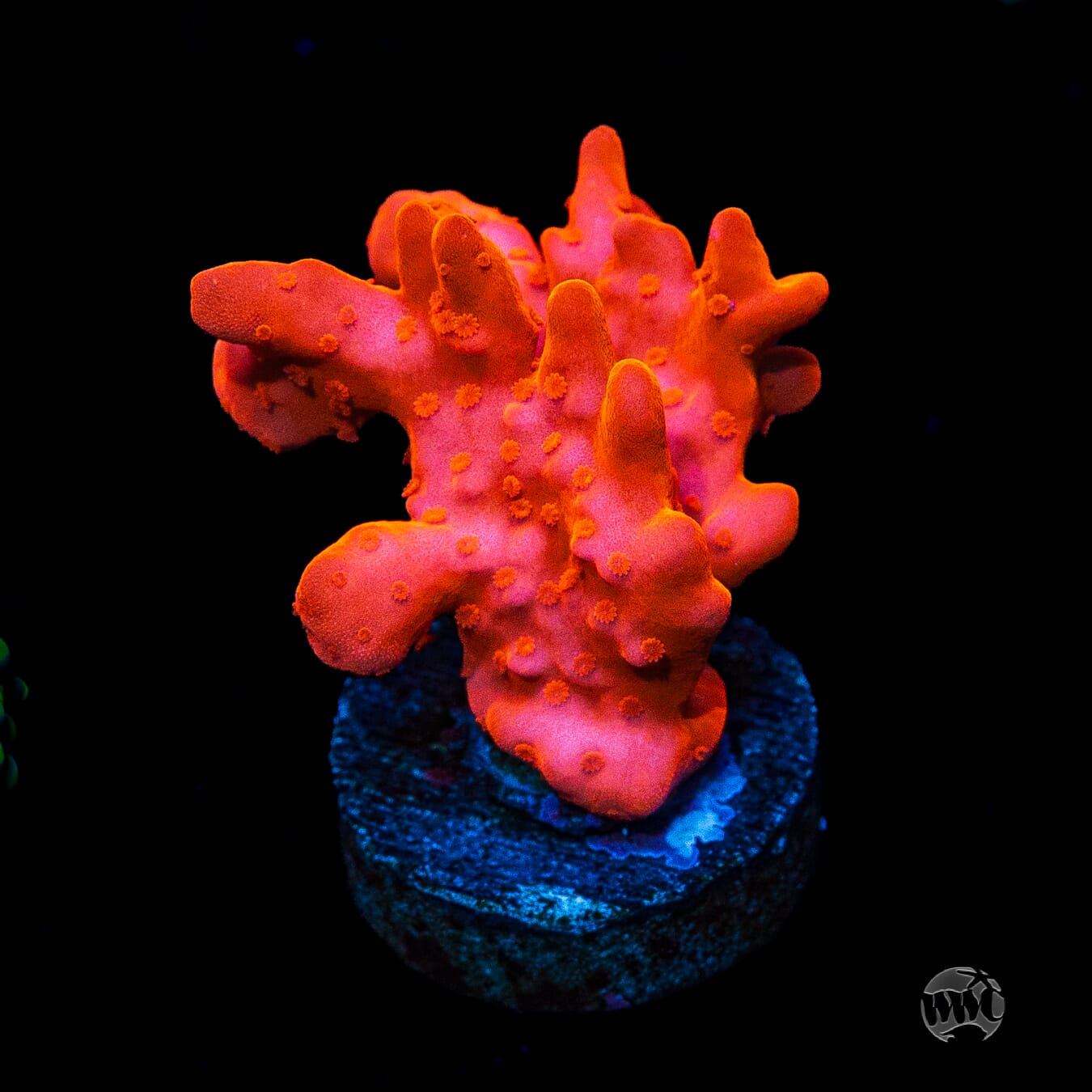 Tyree Orange Setosa Montipora
