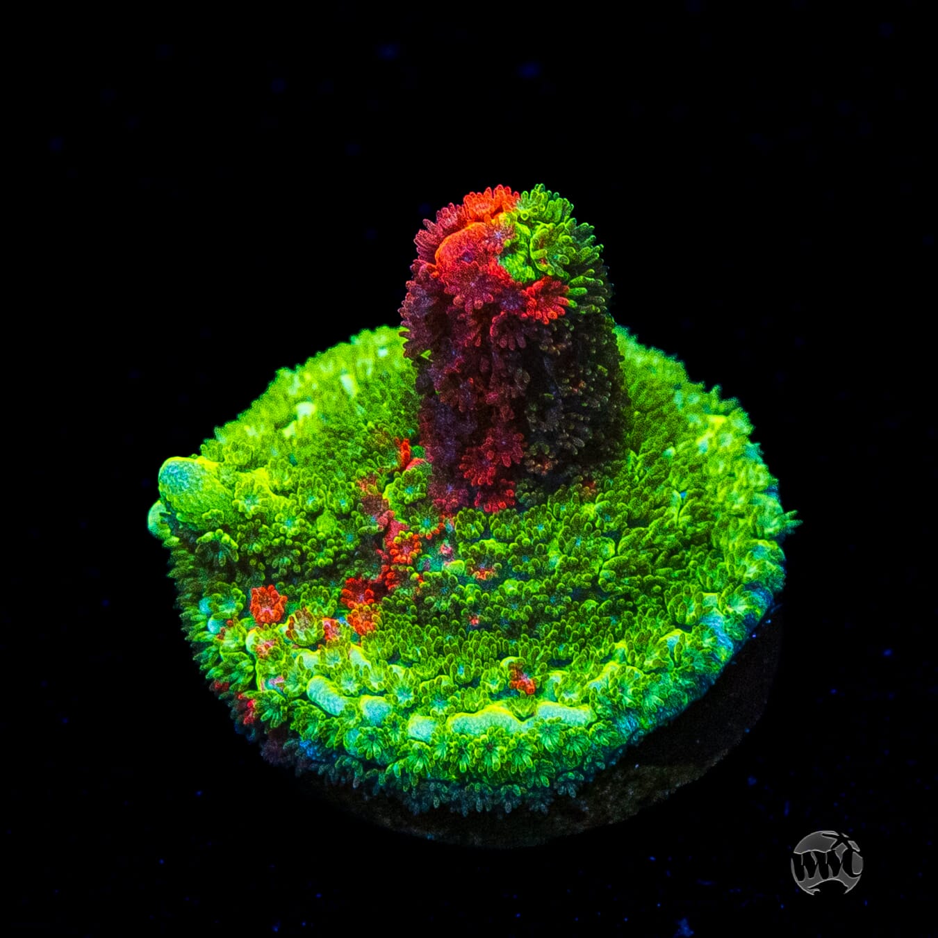 WWC Contraband Grafted Digitata Montipora