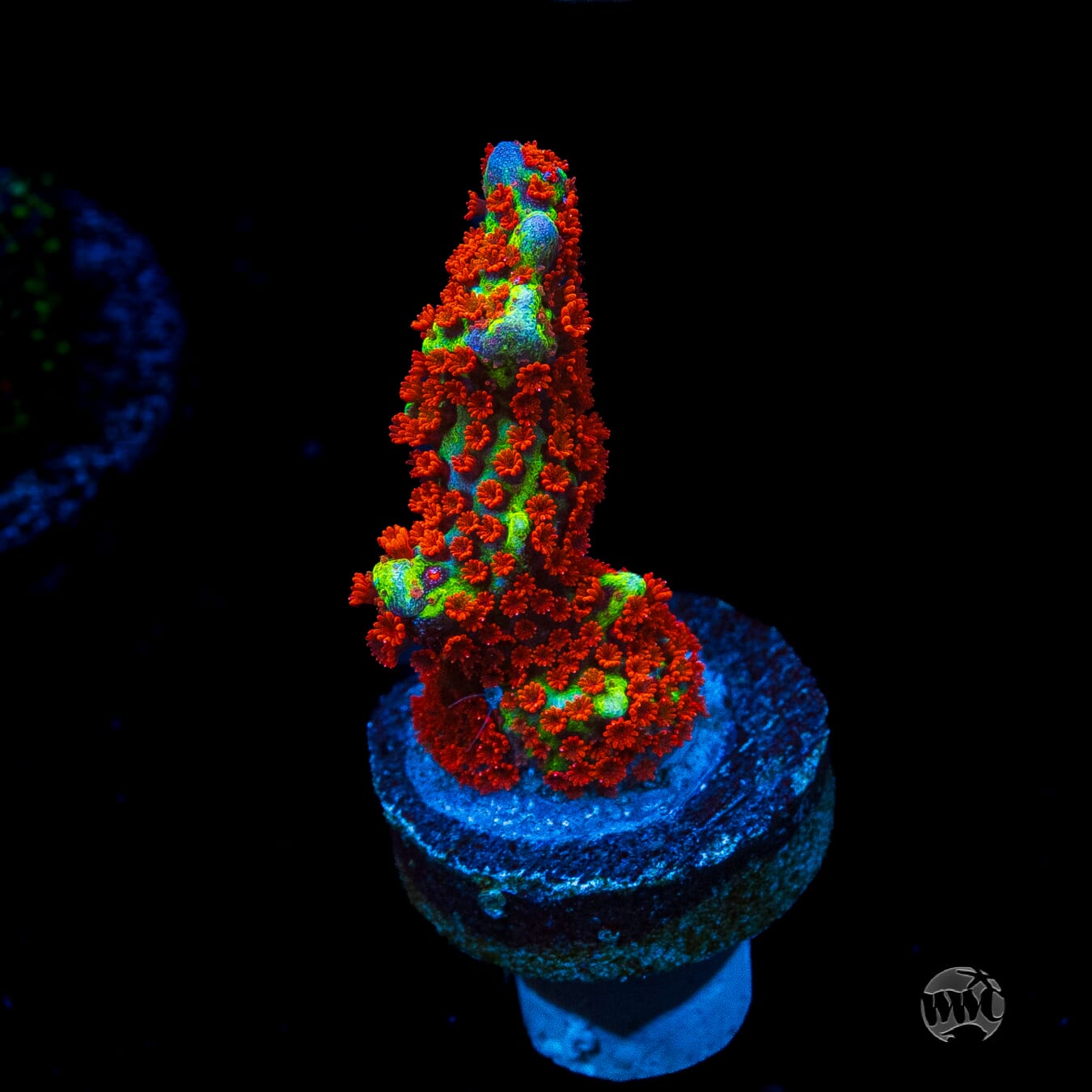 Bubblegum Digitata Montipora