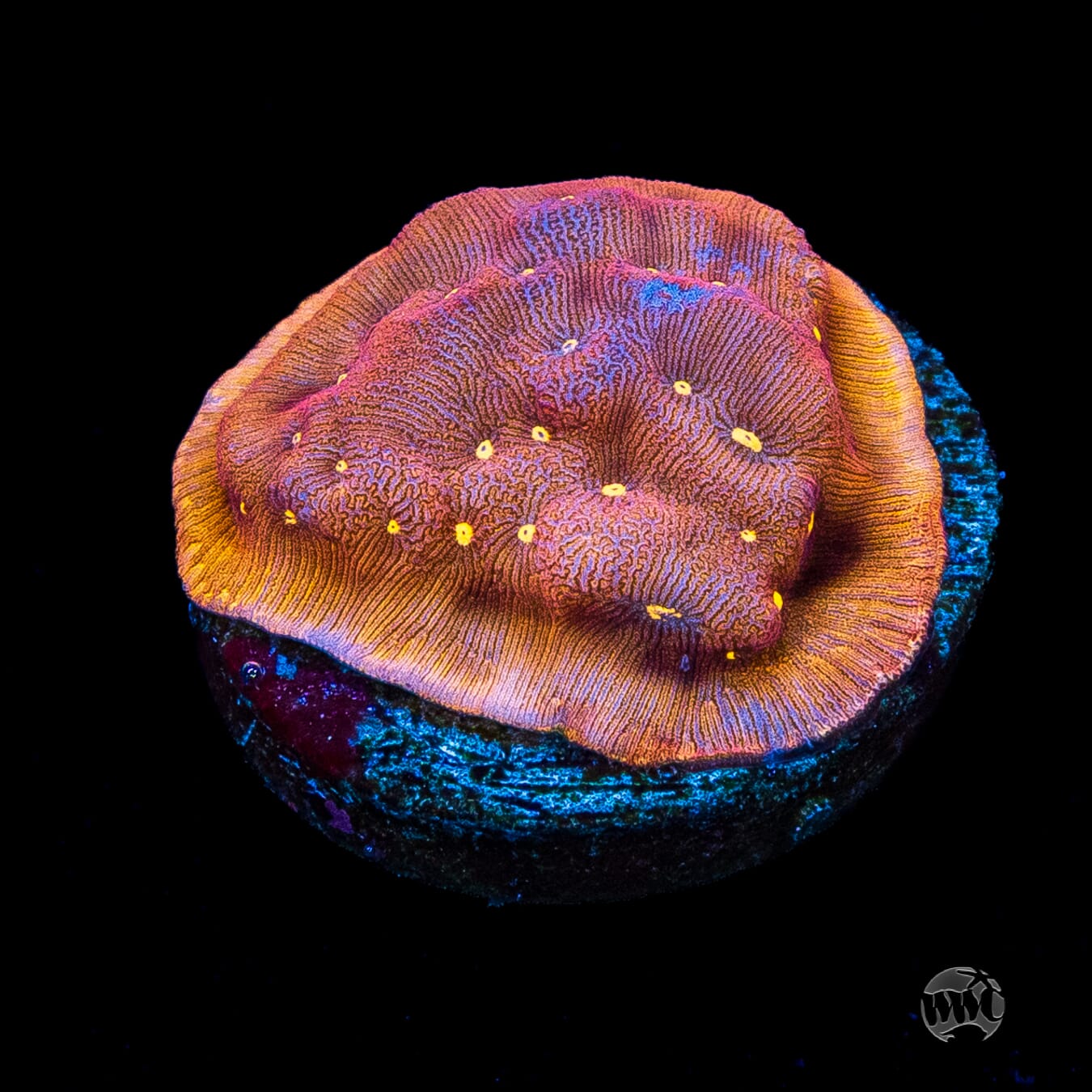 Jason Fox Sun God Leptoseris