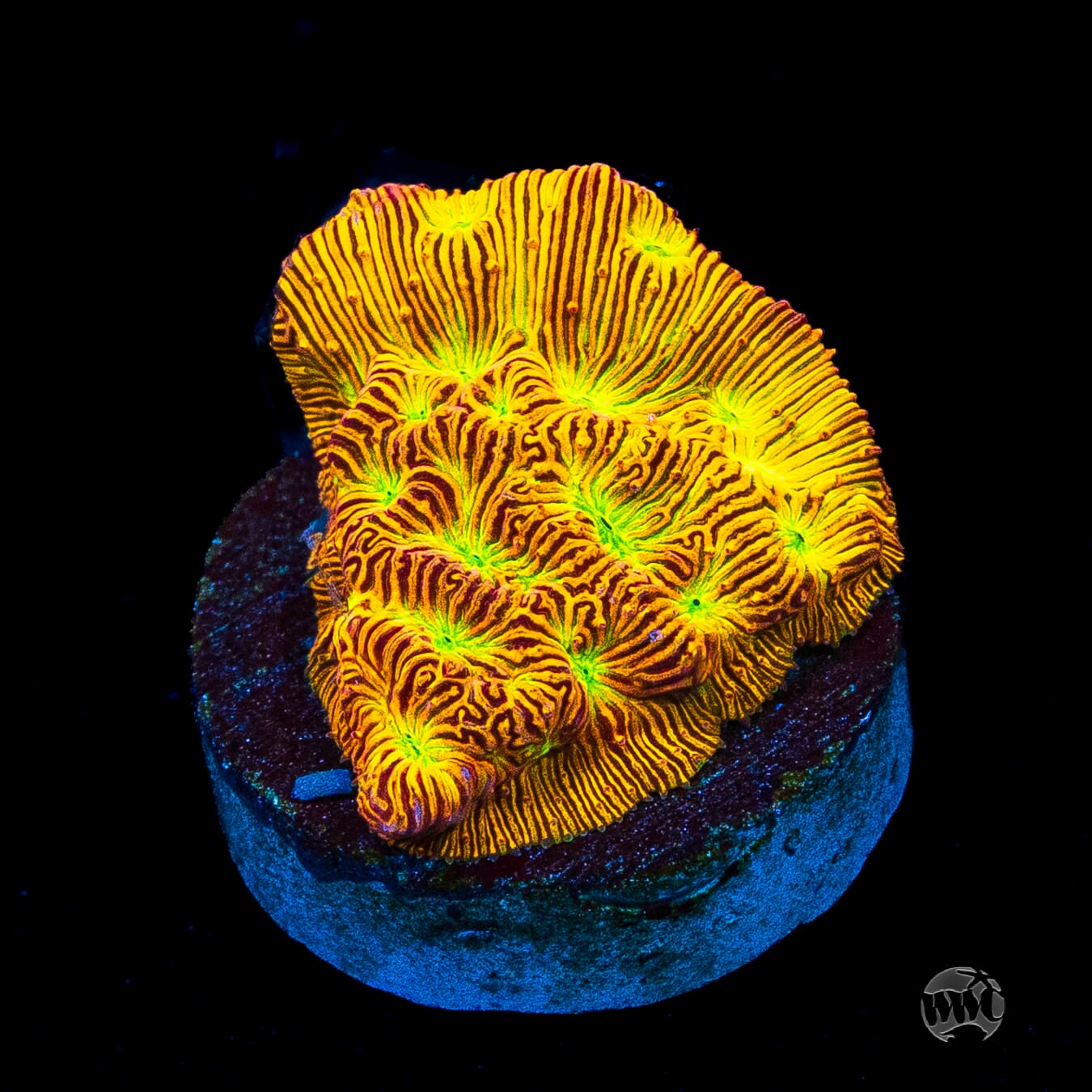 Jason Fox Jack-O-Lantern Leptoseris