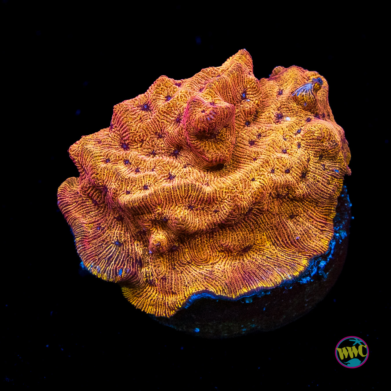 WWC BBQ Chip Leptoseris