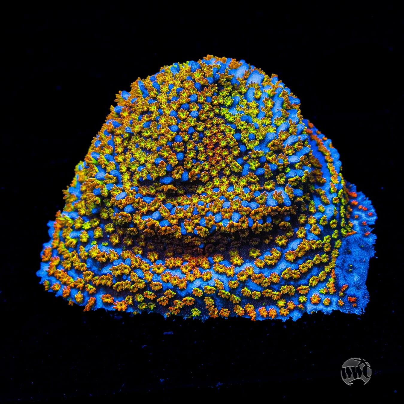 Rainbow Montipora