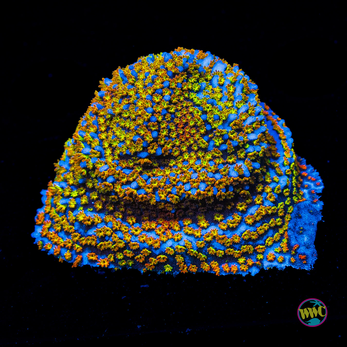 Rainbow Montipora