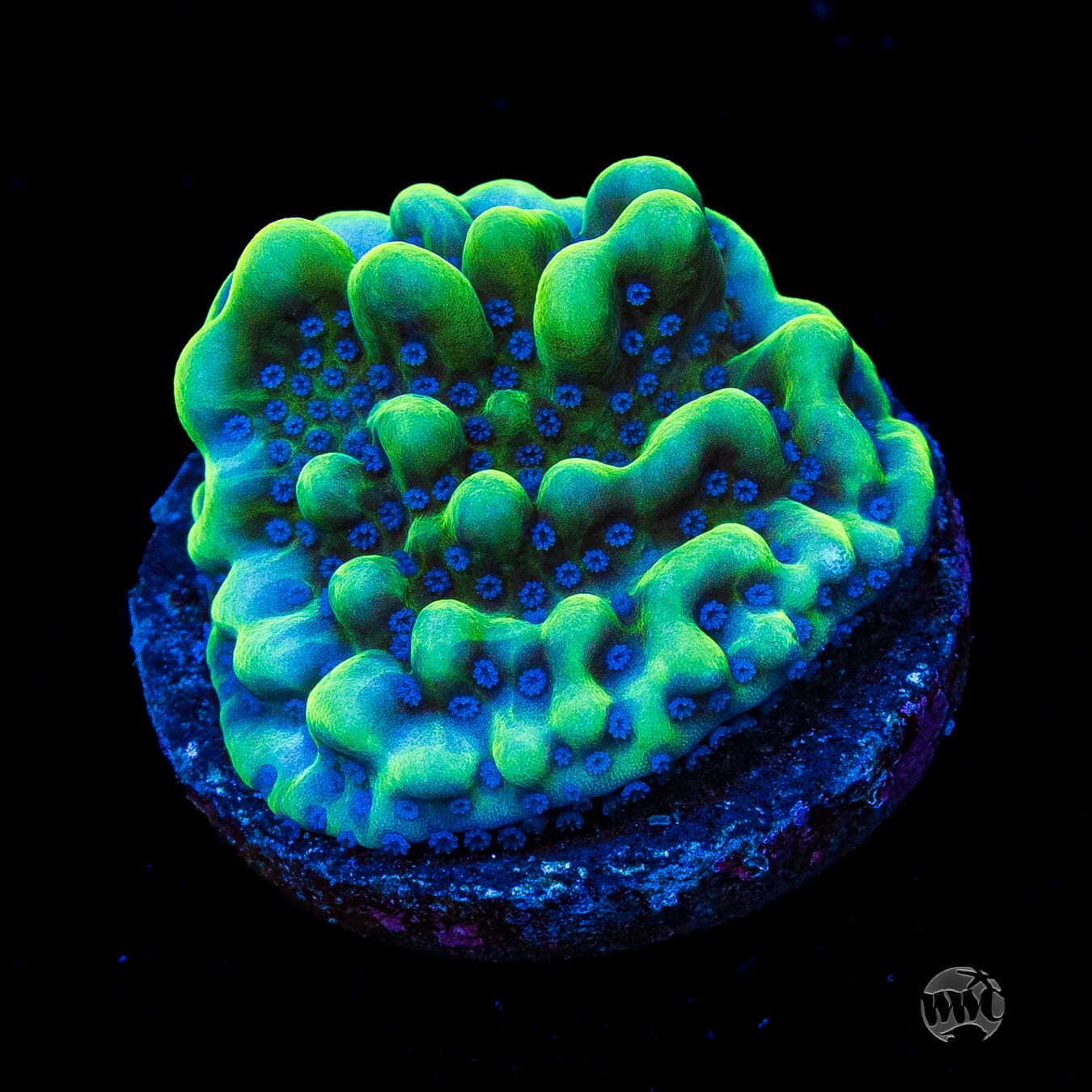 WWC Apple Berry Montipora