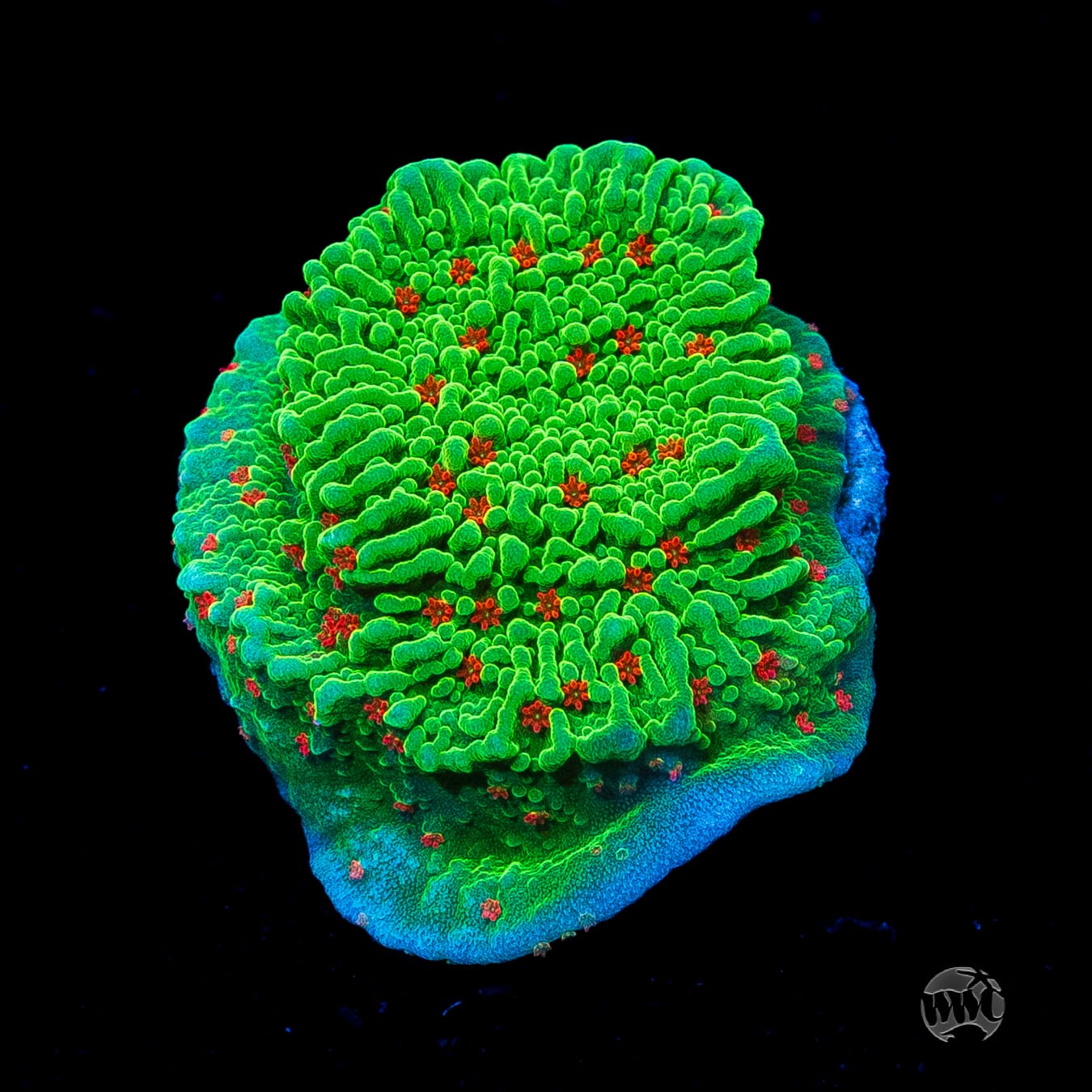 Seasons Greetings Montipora