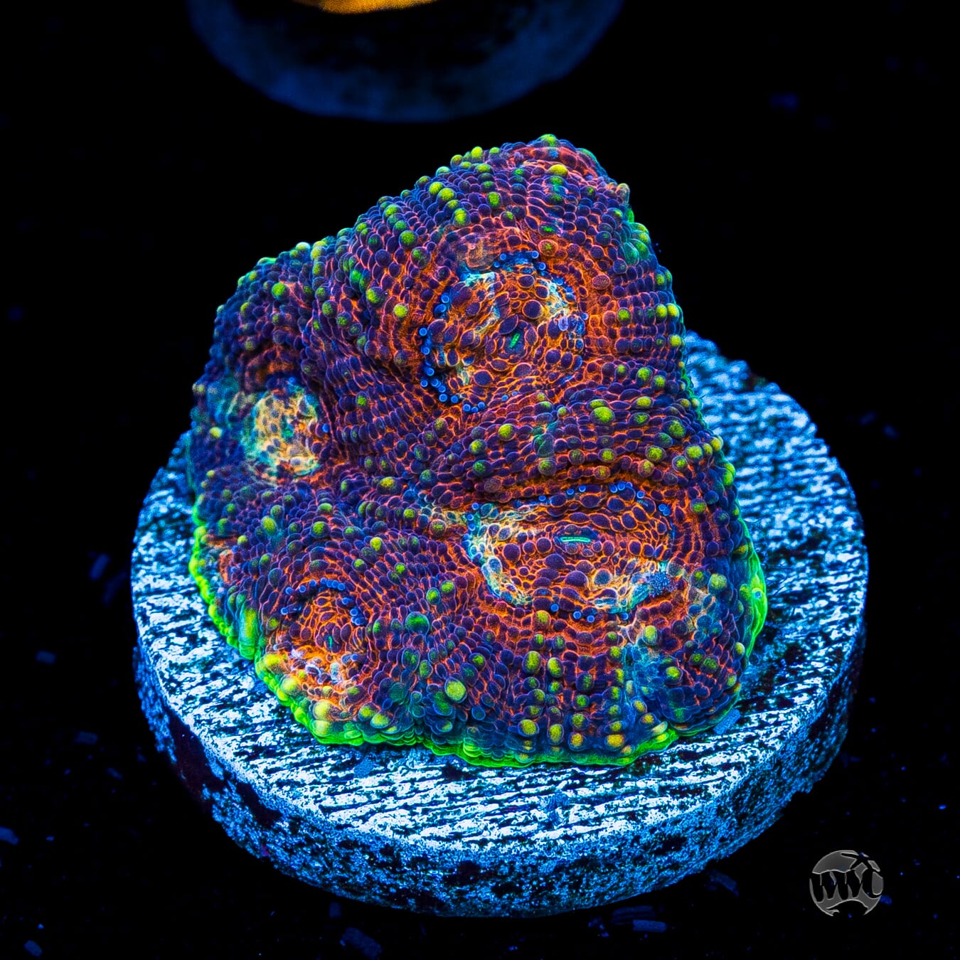 Earth Mother Echinata