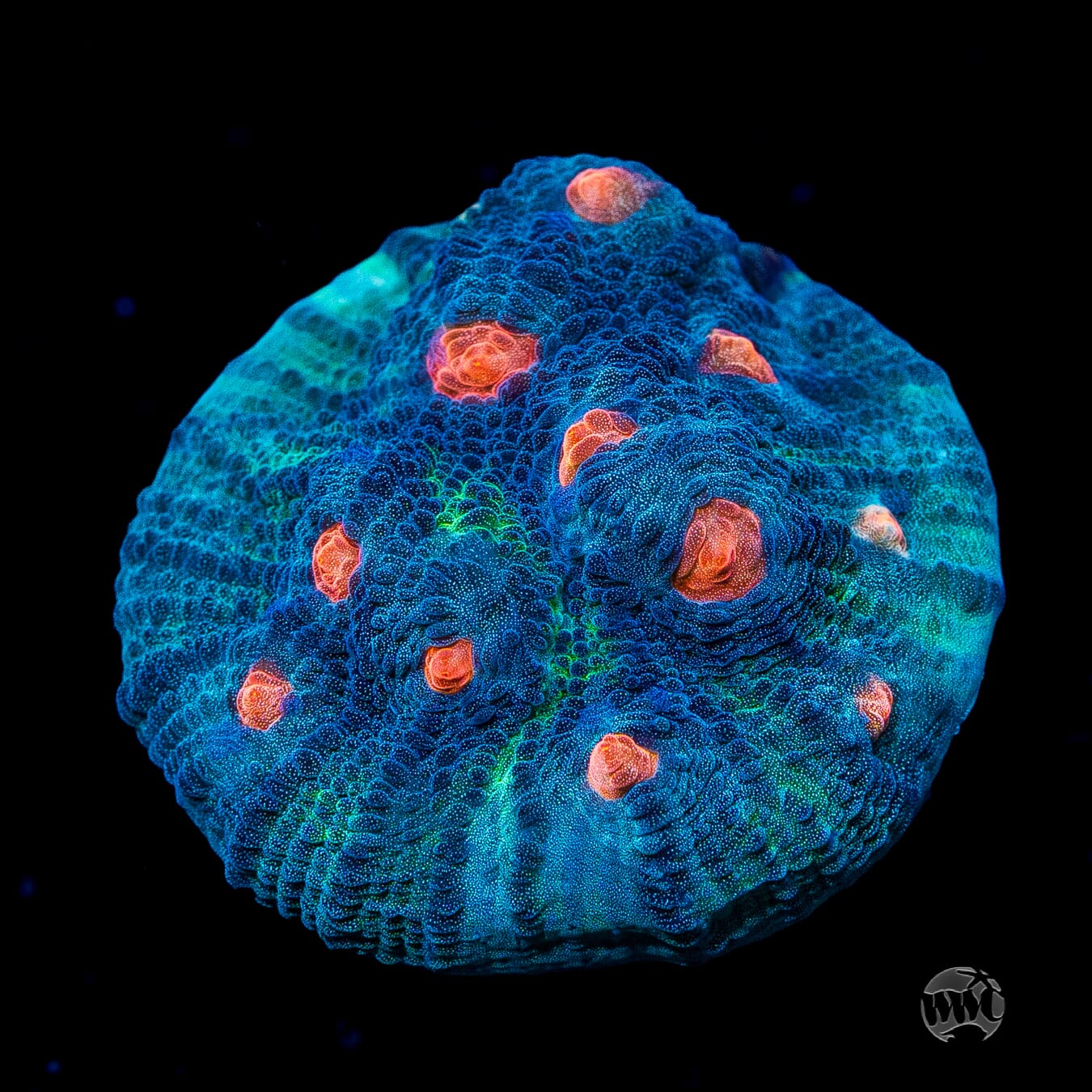 WWC Outer Orbit Chalice