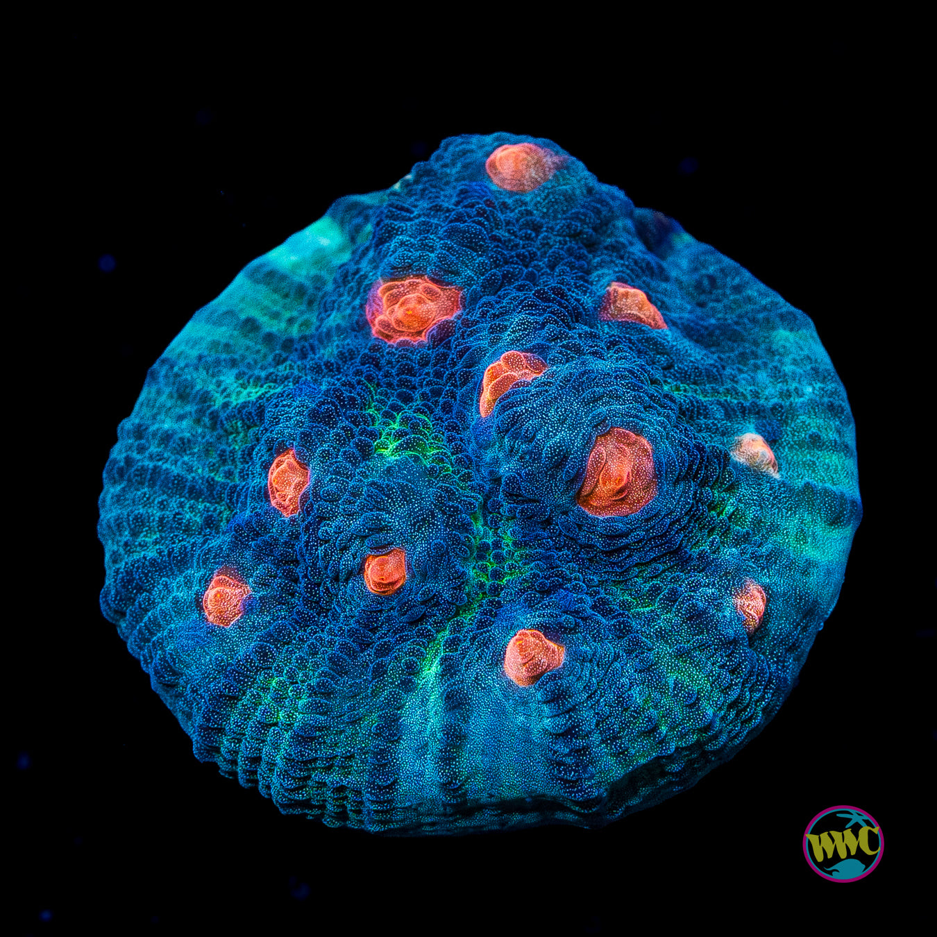 WWC Outer Orbit Chalice