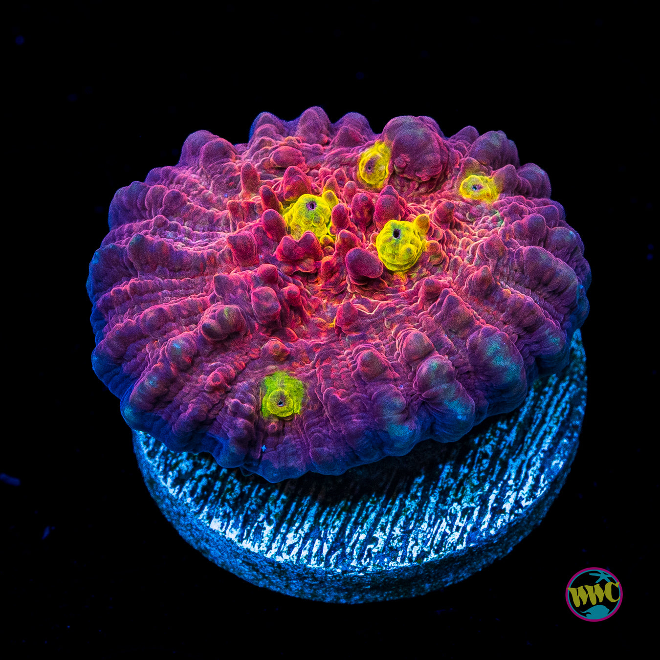 Tyree Golden Galaxy Chalice