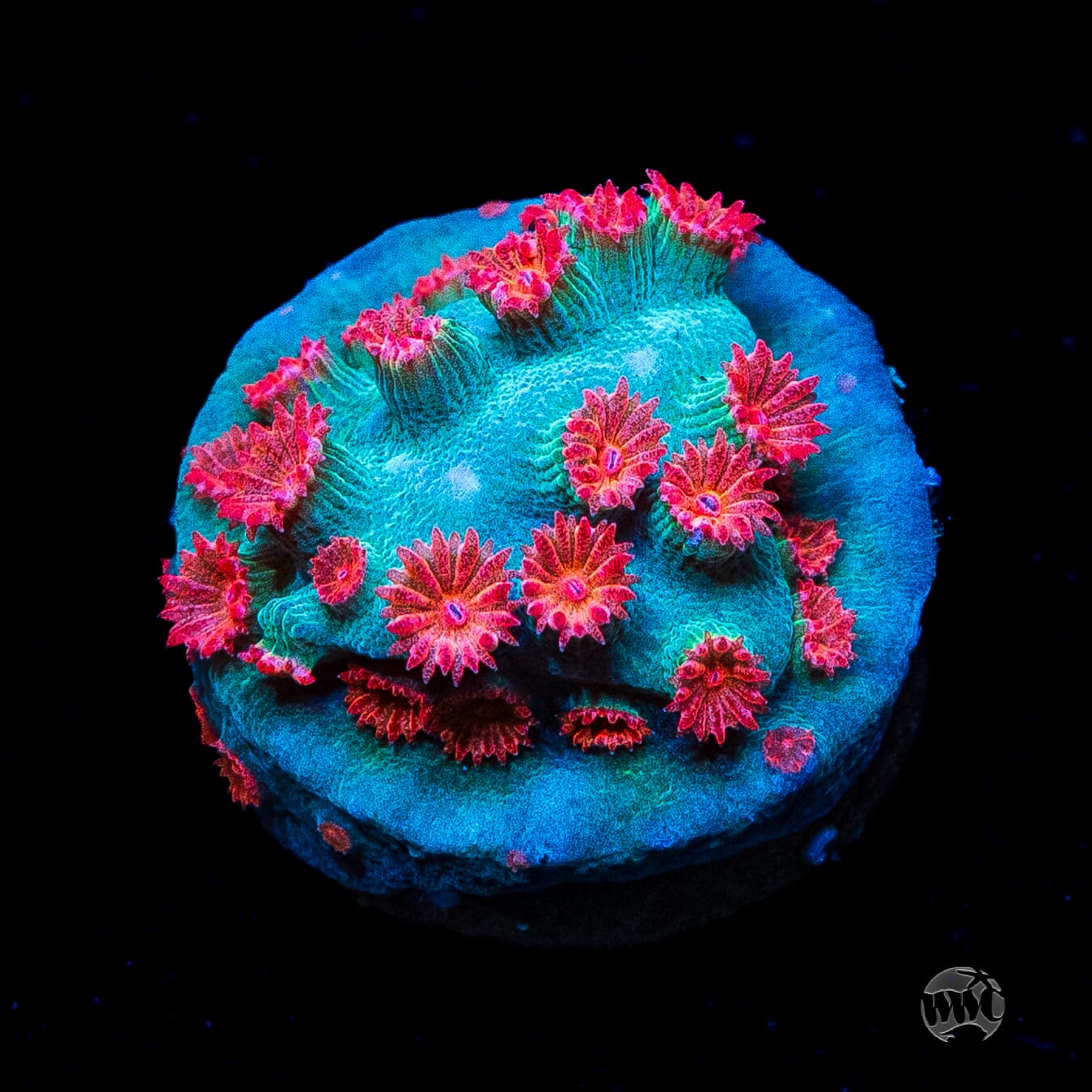 WWC Meteor Shower Cyphastrea