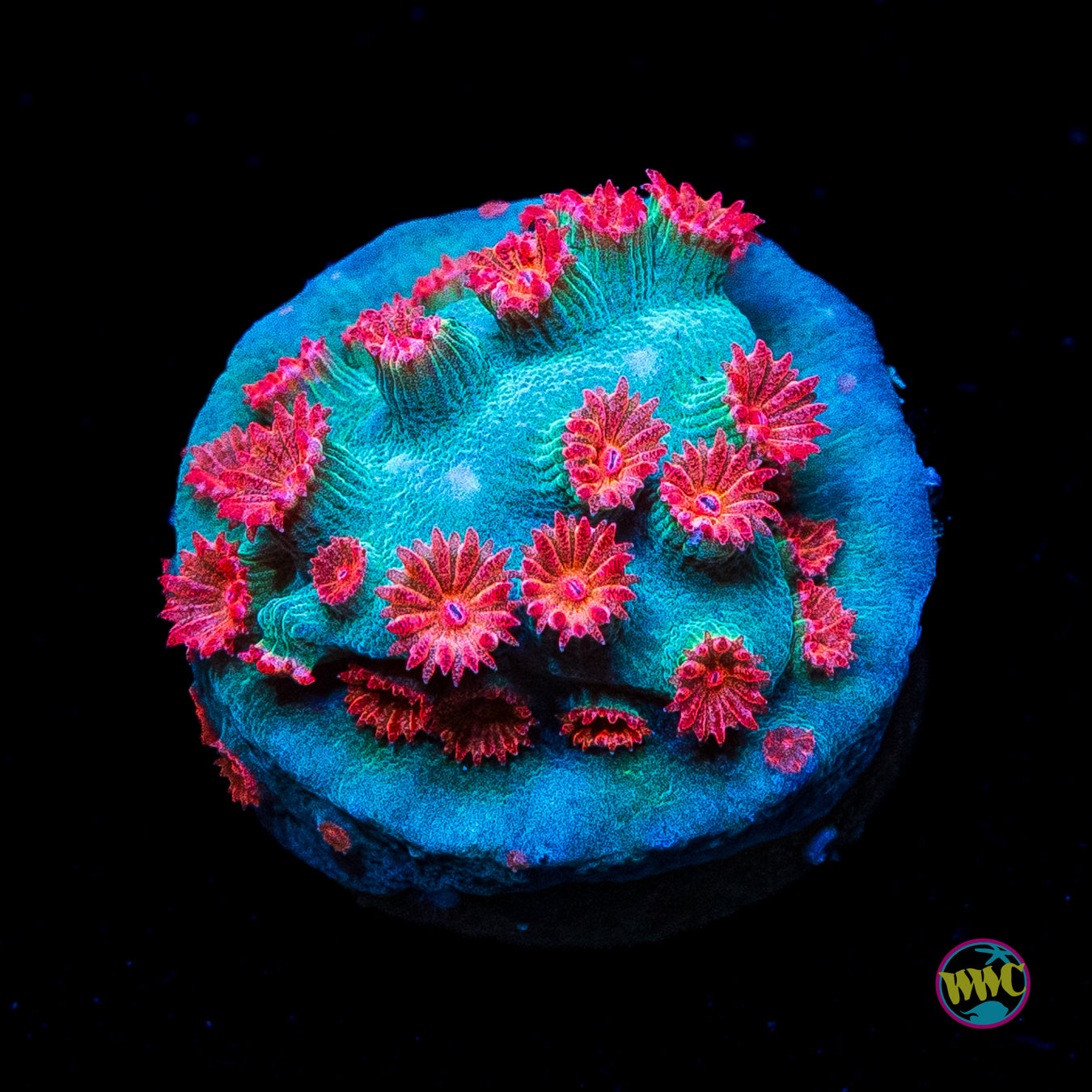 WWC Meteor Shower Cyphastrea