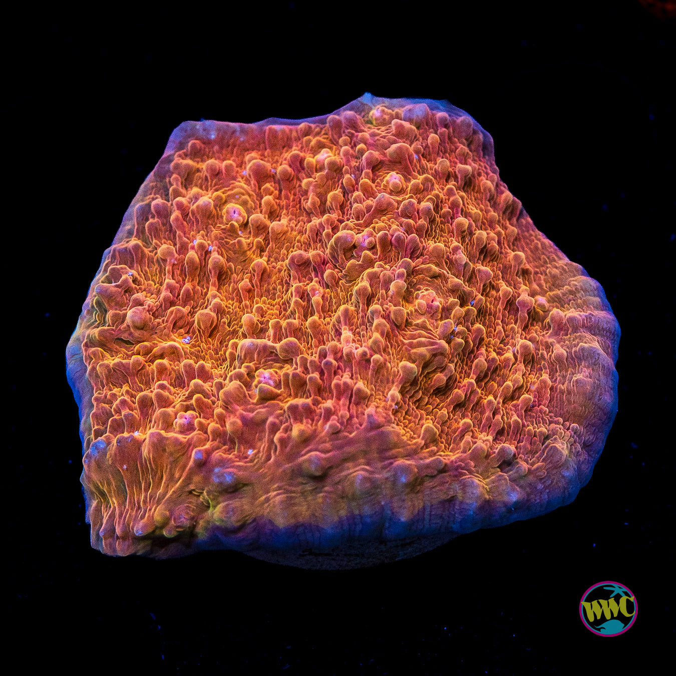 WWC Orenji Chalice