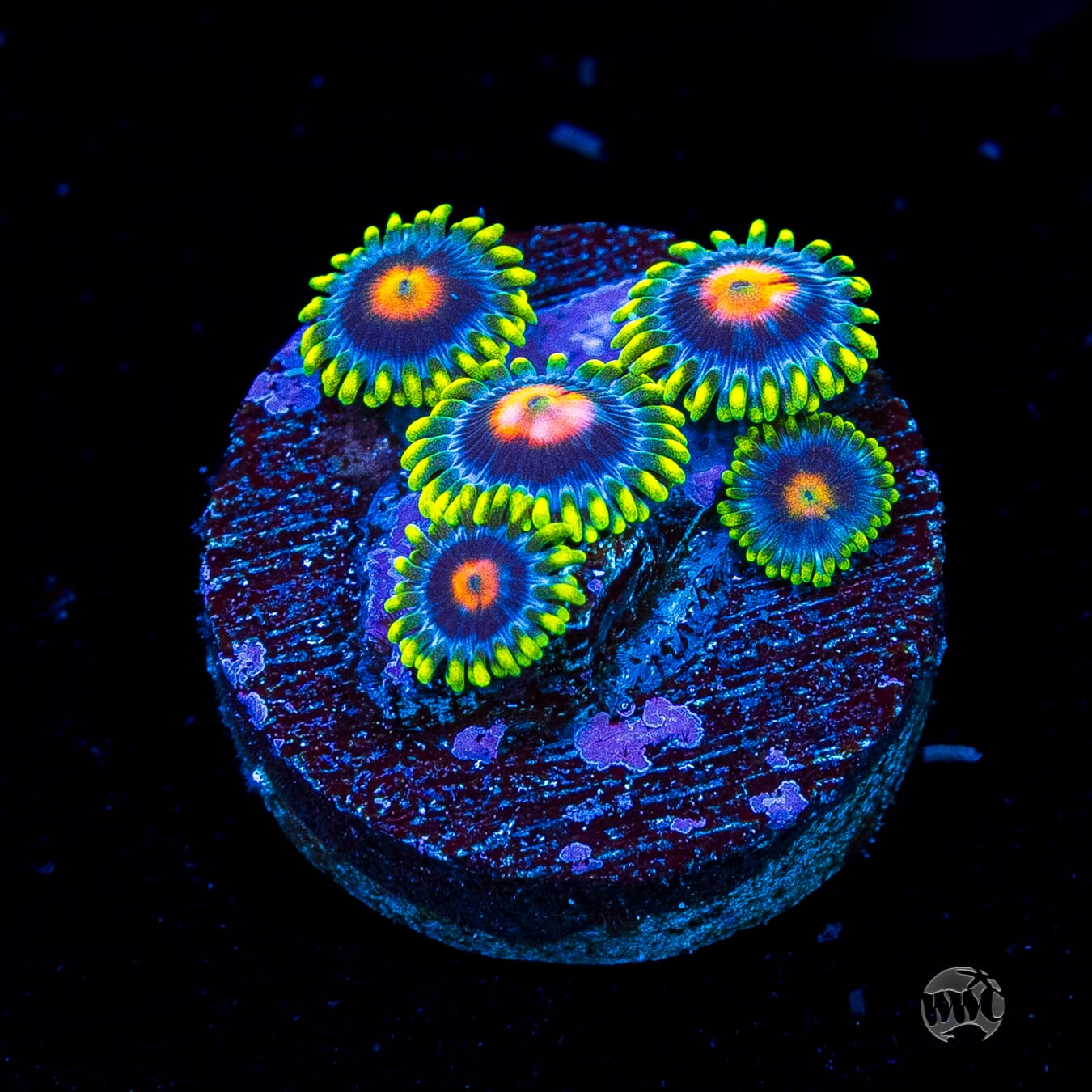 WWC Ultimate Blow pop Zoanthids