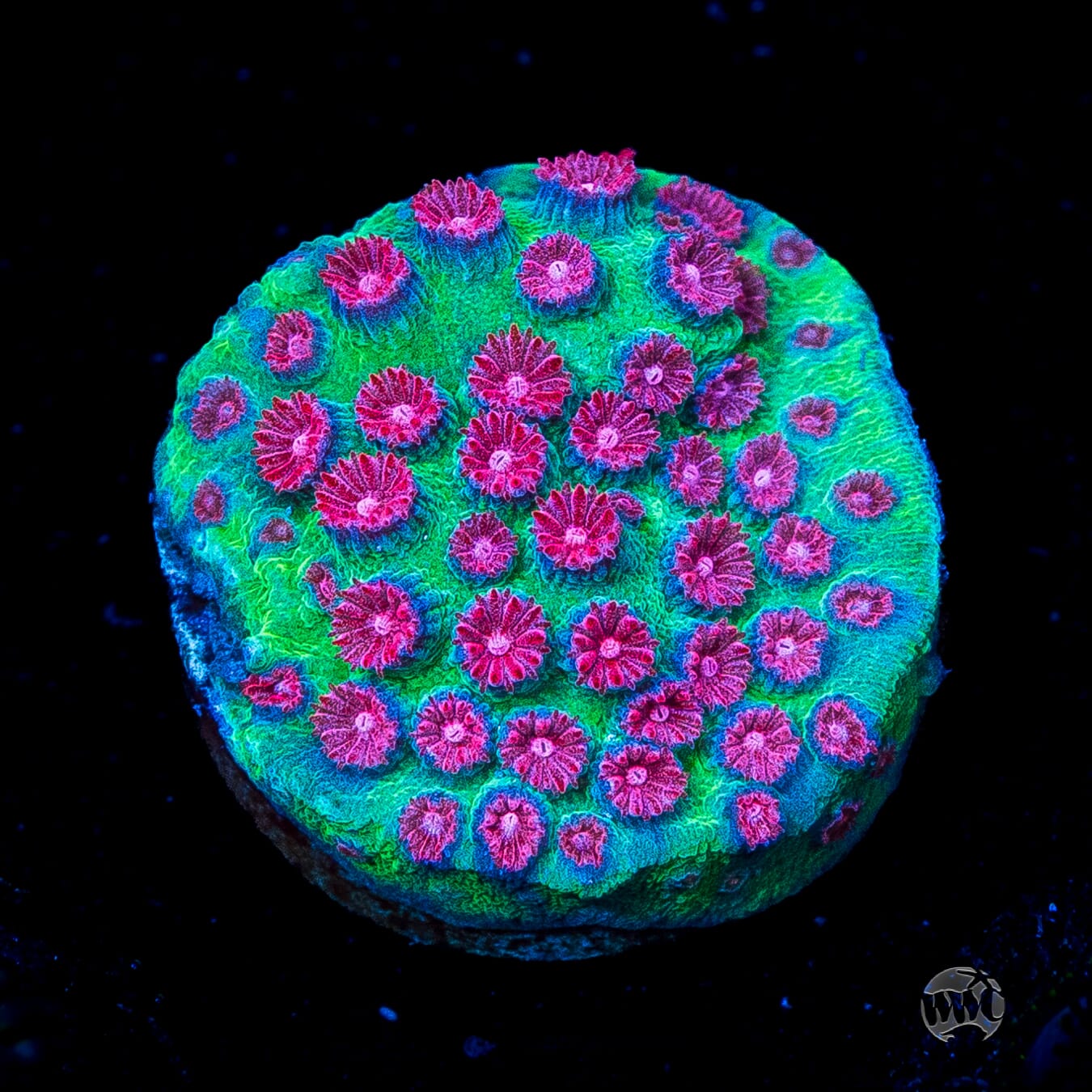 Jason Fox Alien Pox Cyphastrea