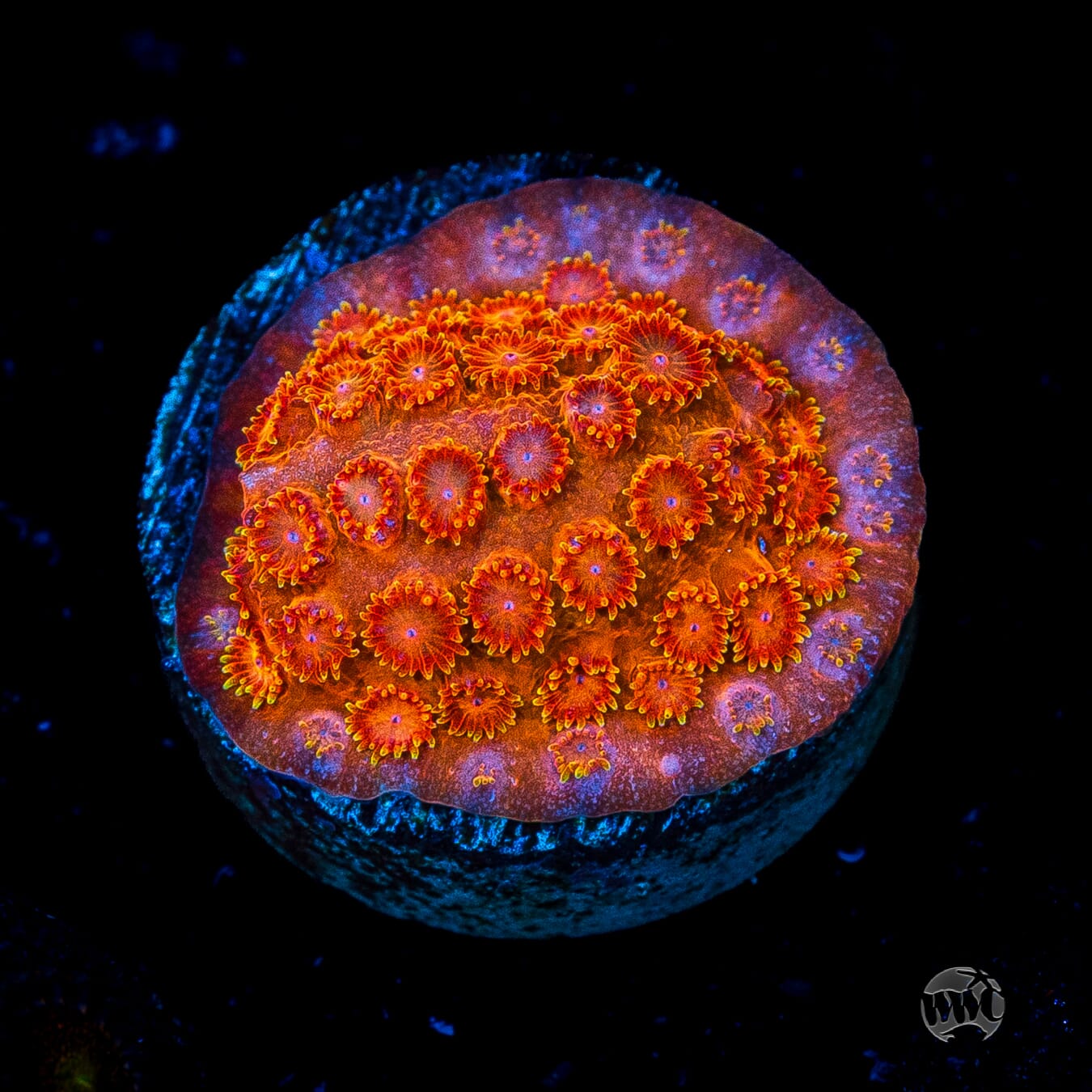 WWC Hi-Cee Cyphastrea