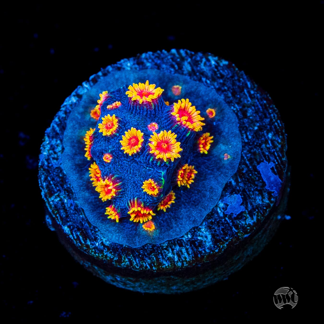 WWC Bizarro Cyphastrea