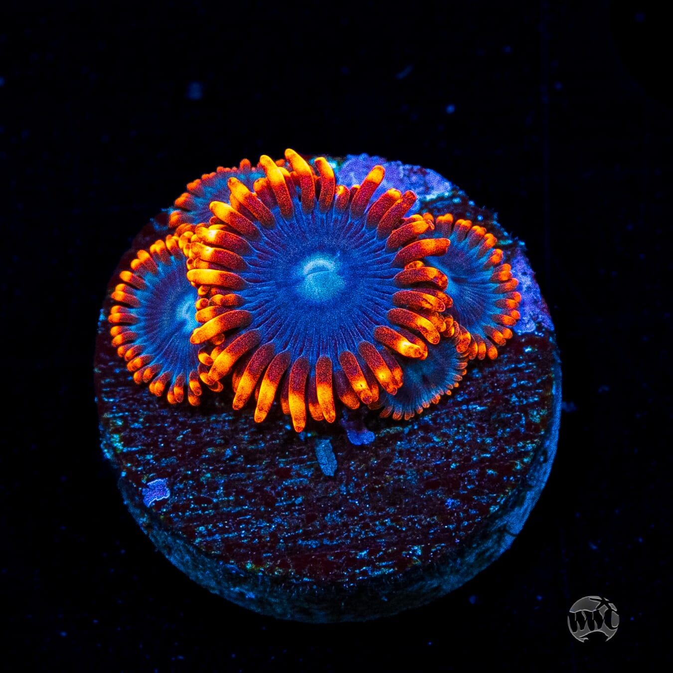 Red Ring Zoanthids