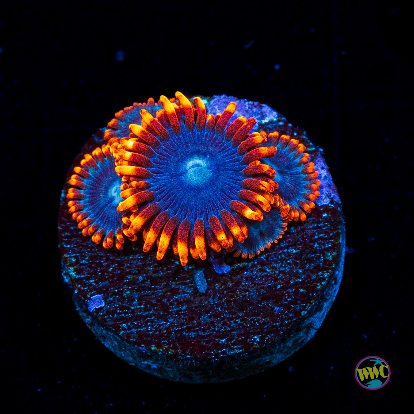 Red Ring Zoanthids