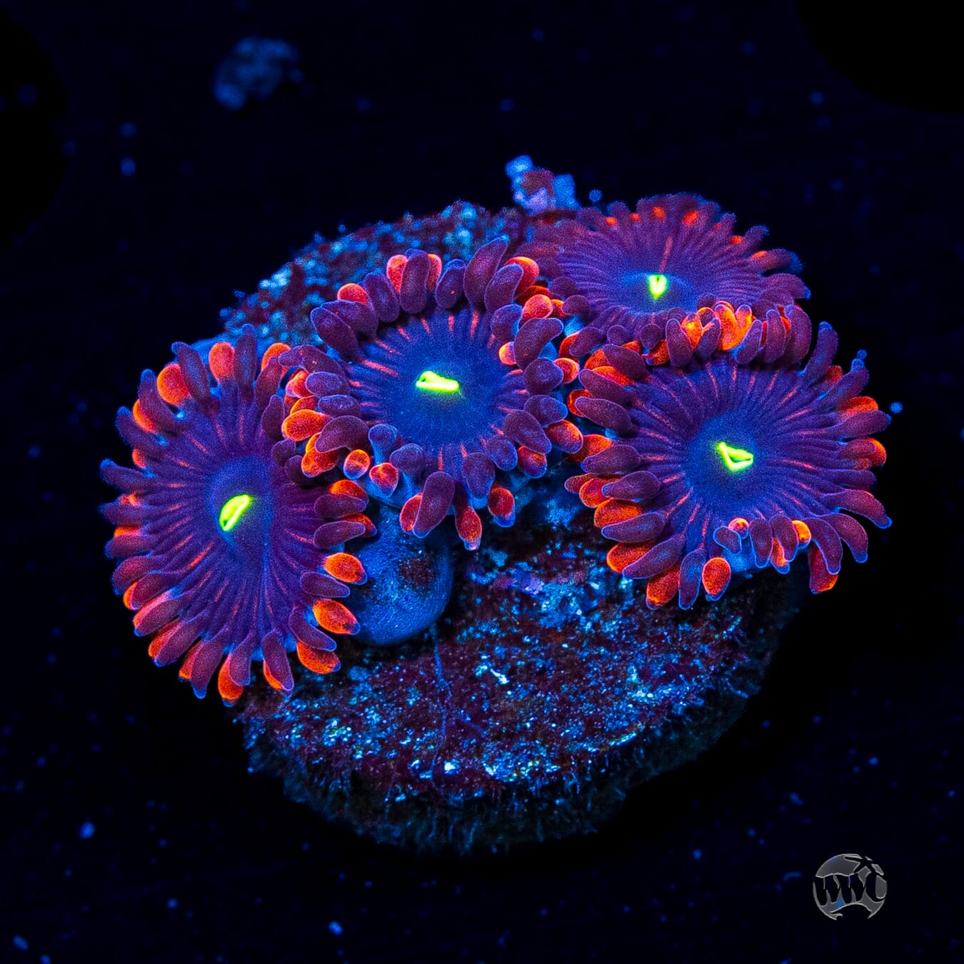 Wannabe RPE Zoanthids