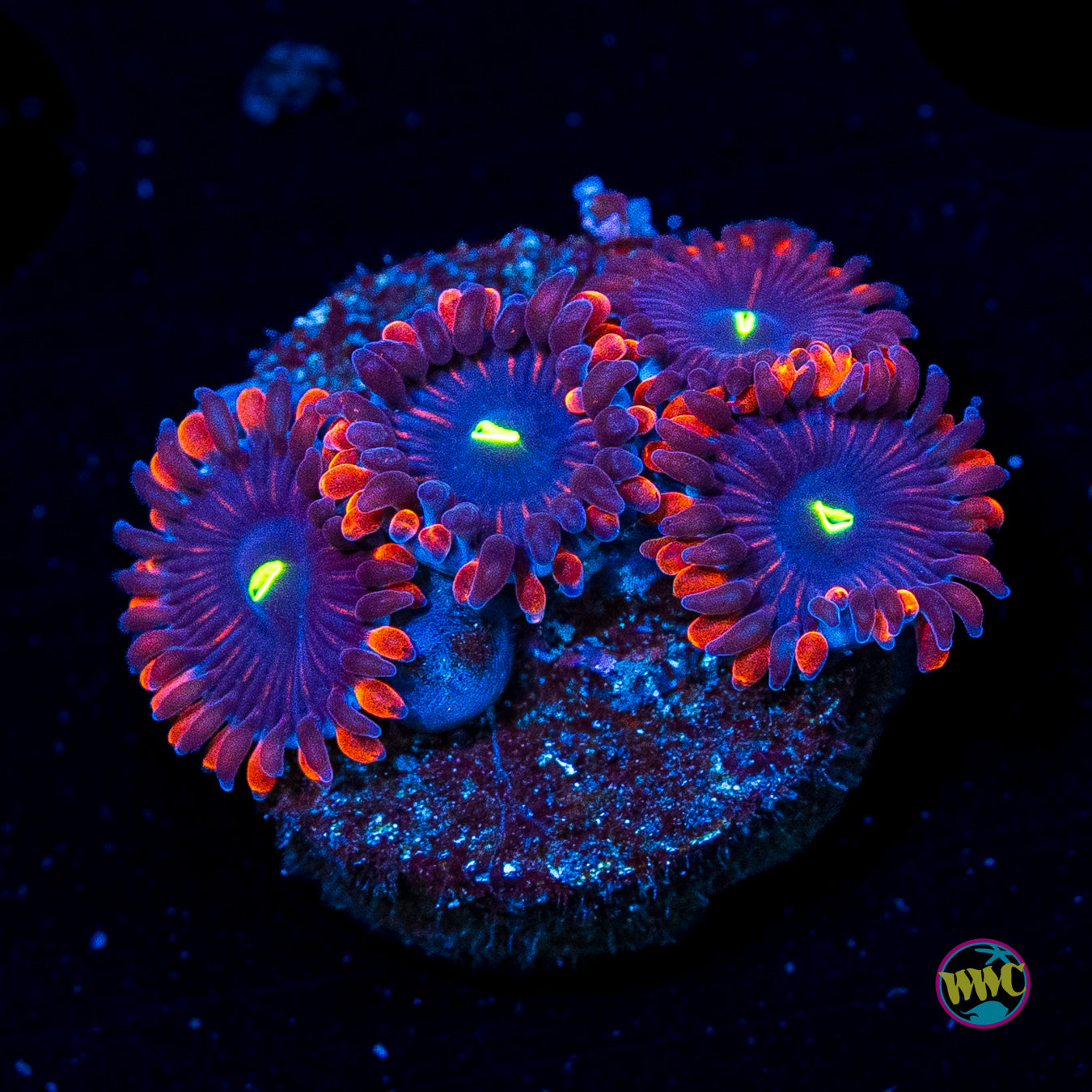 Wannabe RPE Zoanthids