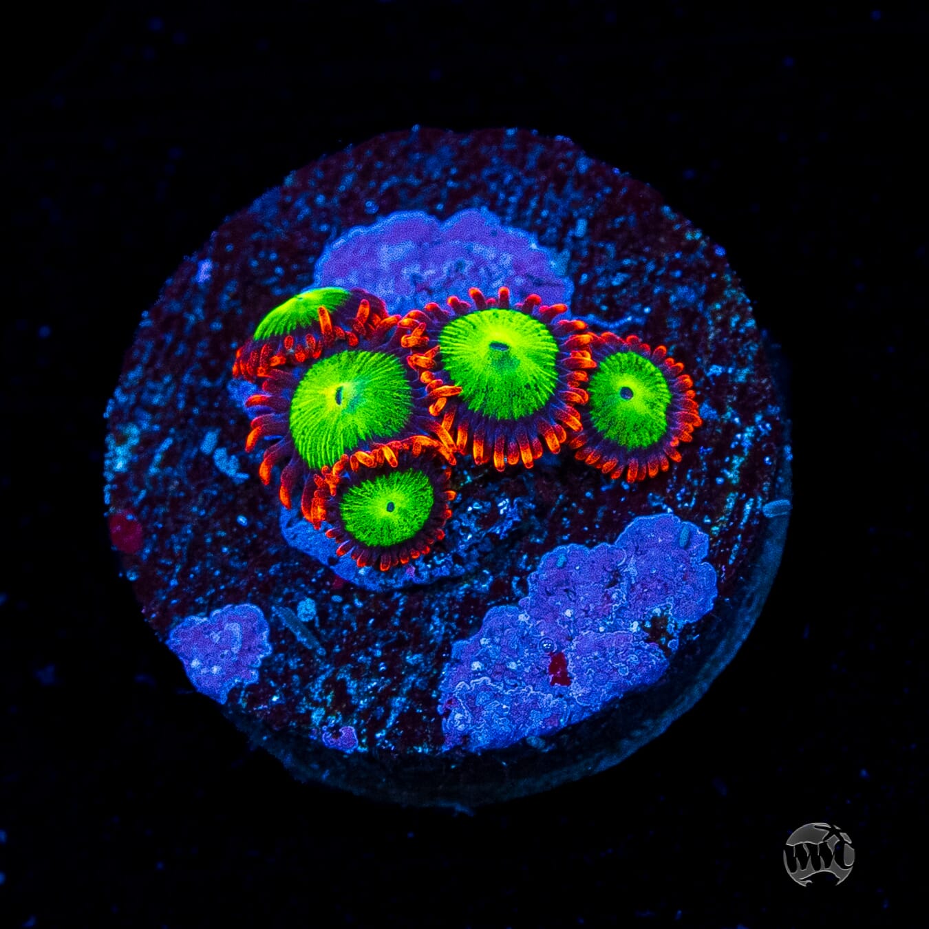 Goblins Fire Zoanthids