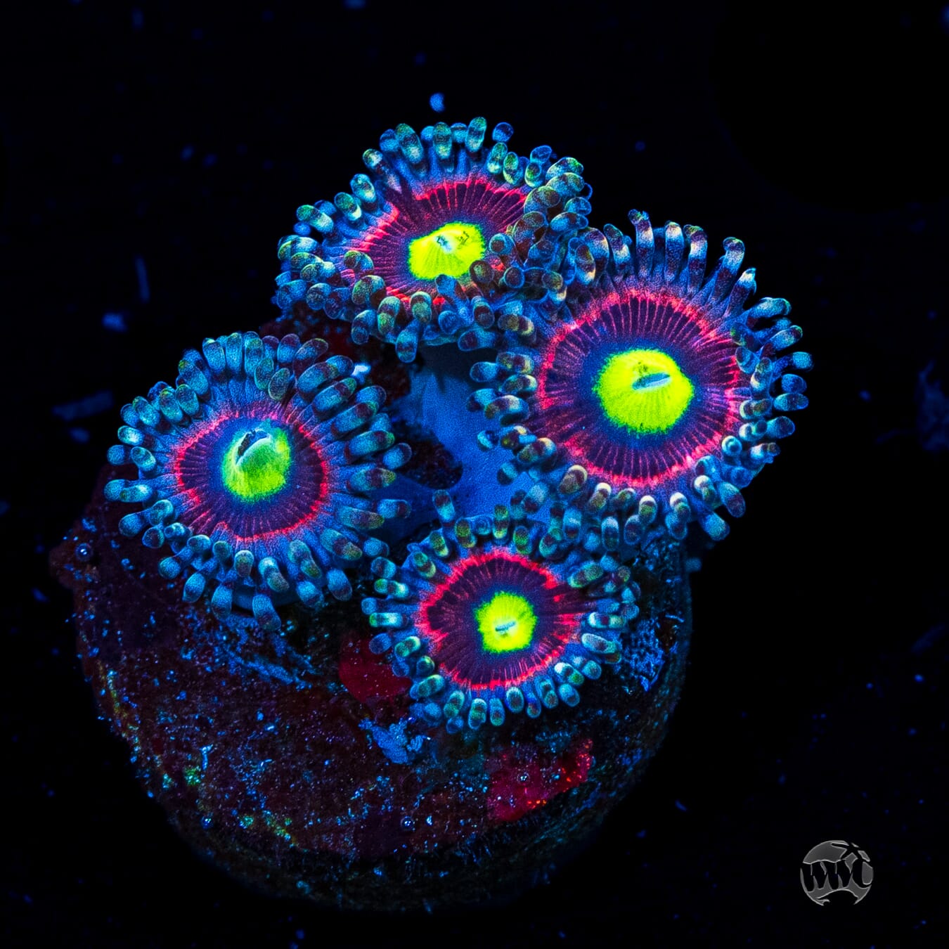 Pink Ring of Death Zoanthids