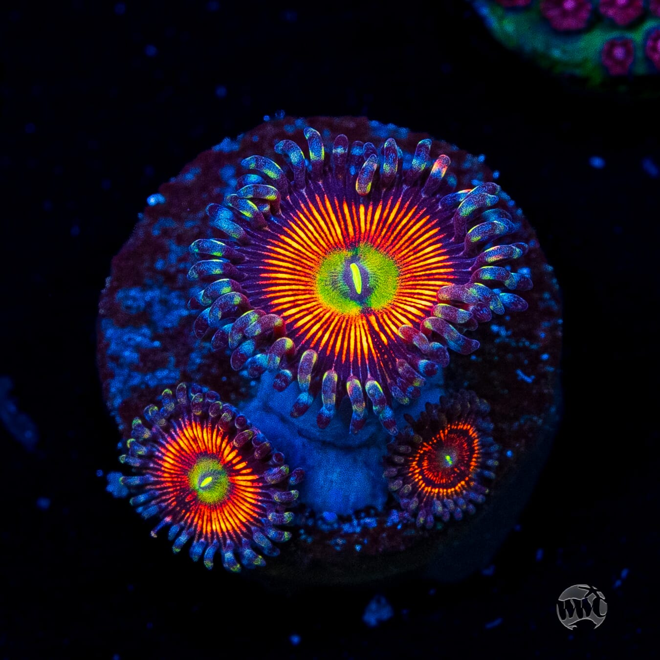 God of War Zoanthids