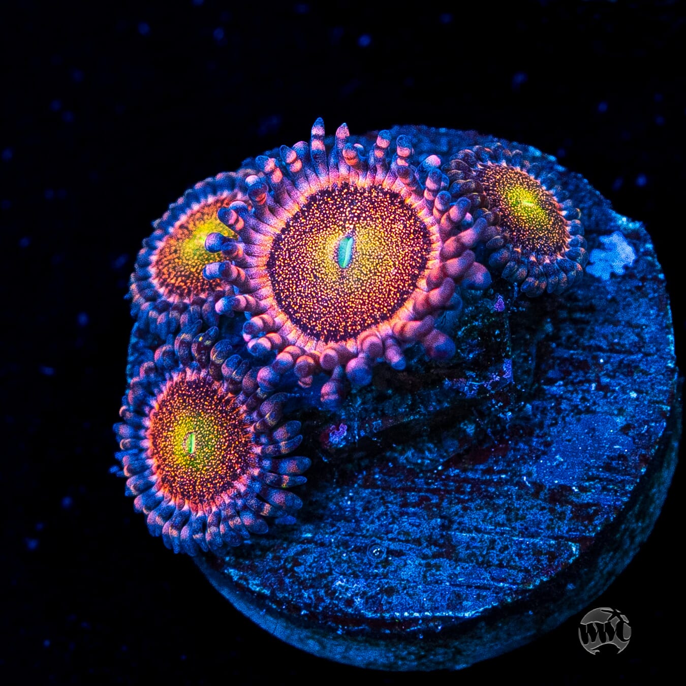 Mohawk Zoanthids