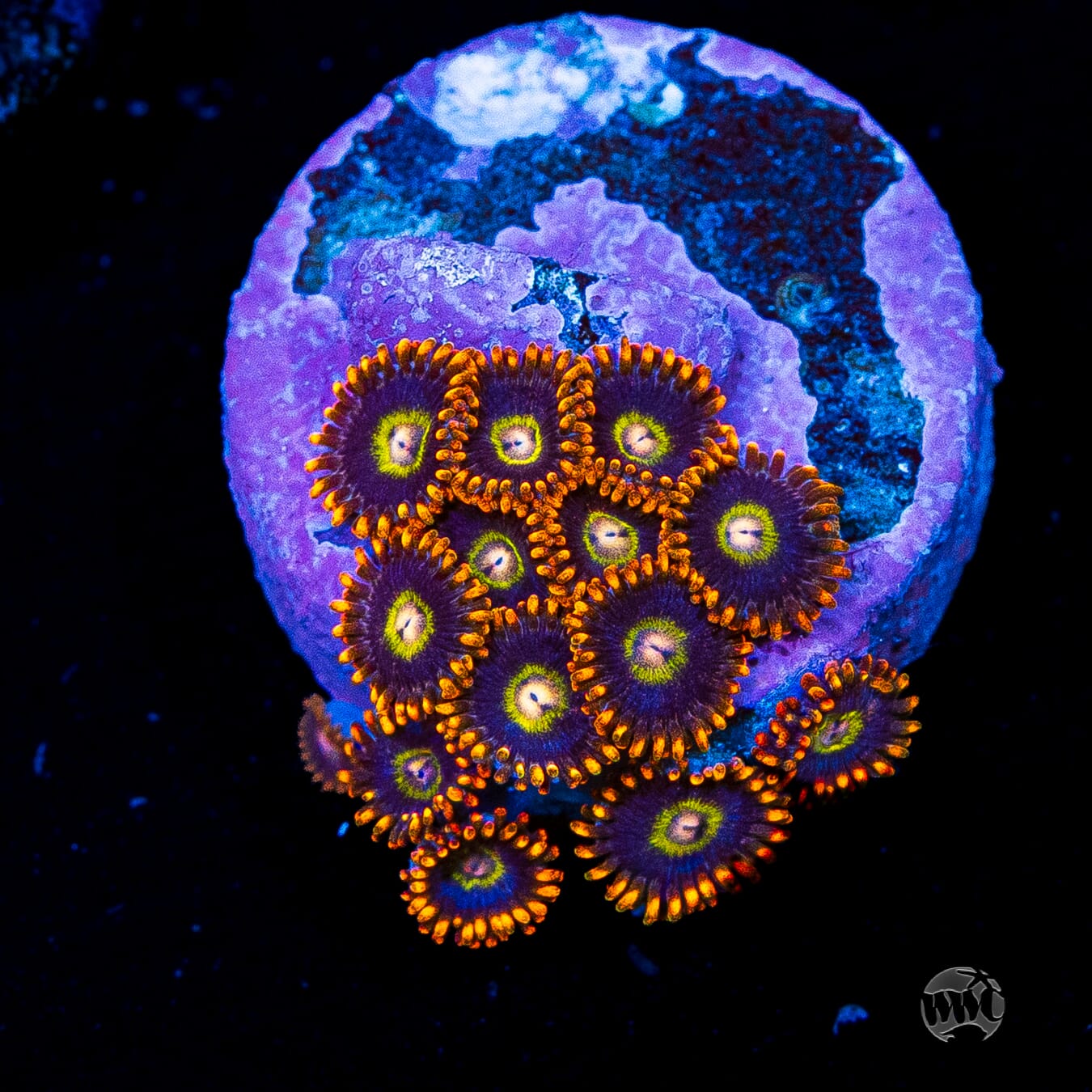 Rainbow Hornet Zoanthids