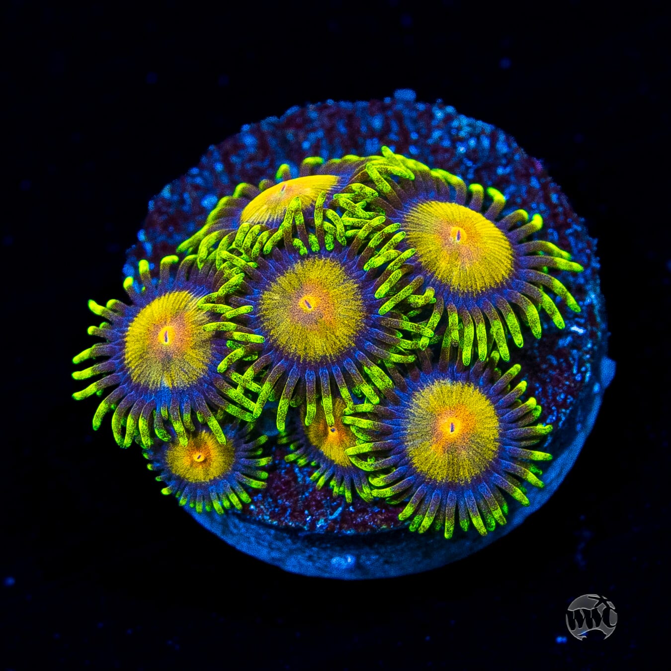 WWC Queen Midas Zoanthids