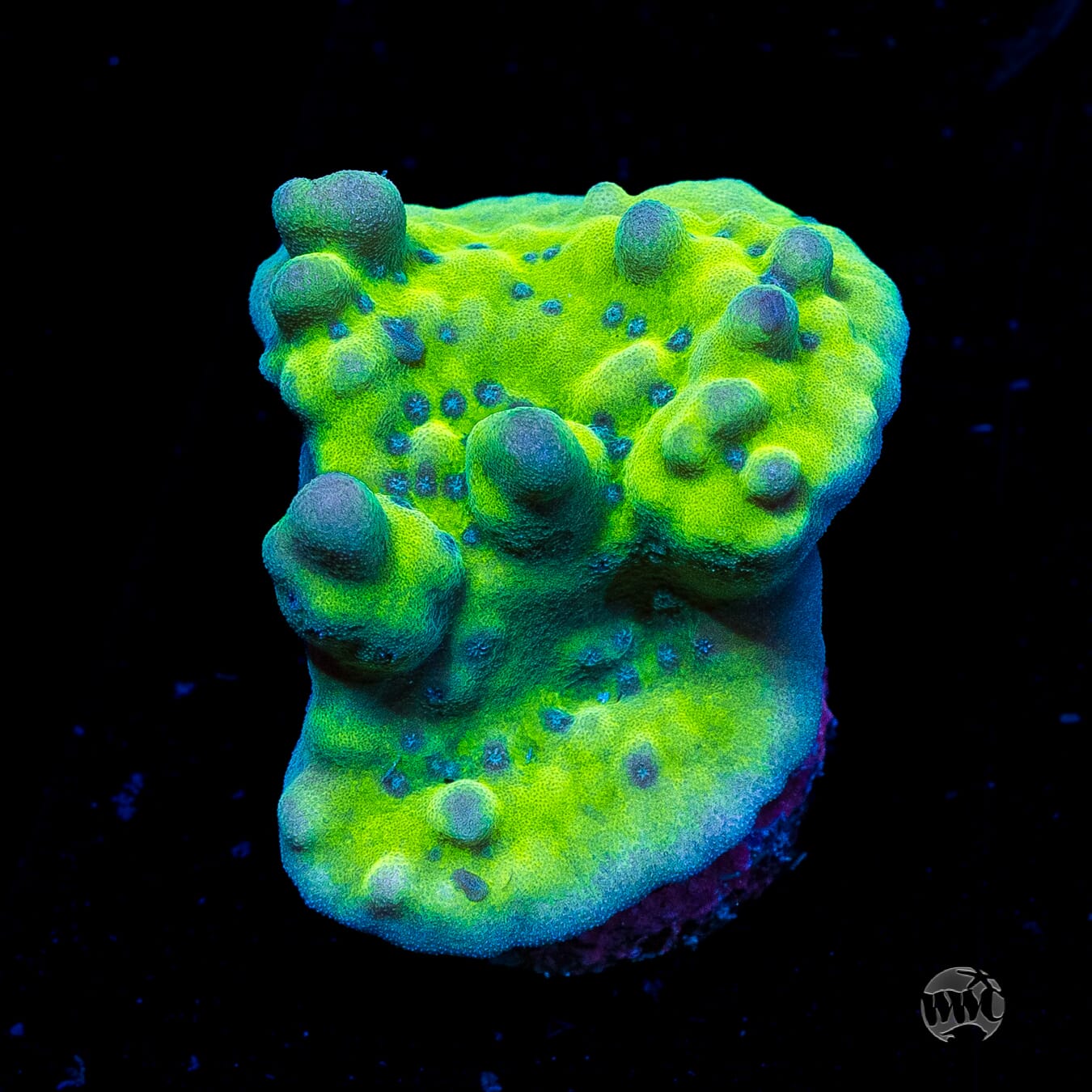 WWC Lucky Charmz Montipora