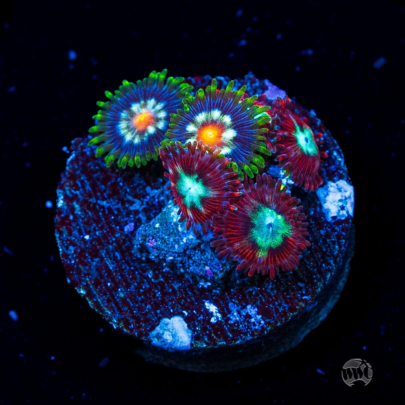 Jason Fox Stargazer and WWC Bloodlust Combo Zoanthids