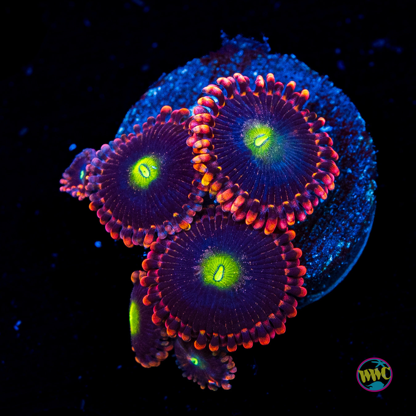 WWC Laffy Taffy Zoanthids