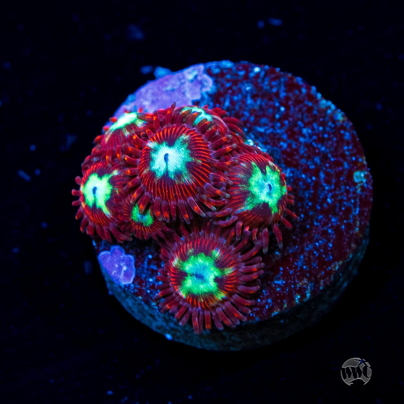 WWC Bloodlust Zoanthids